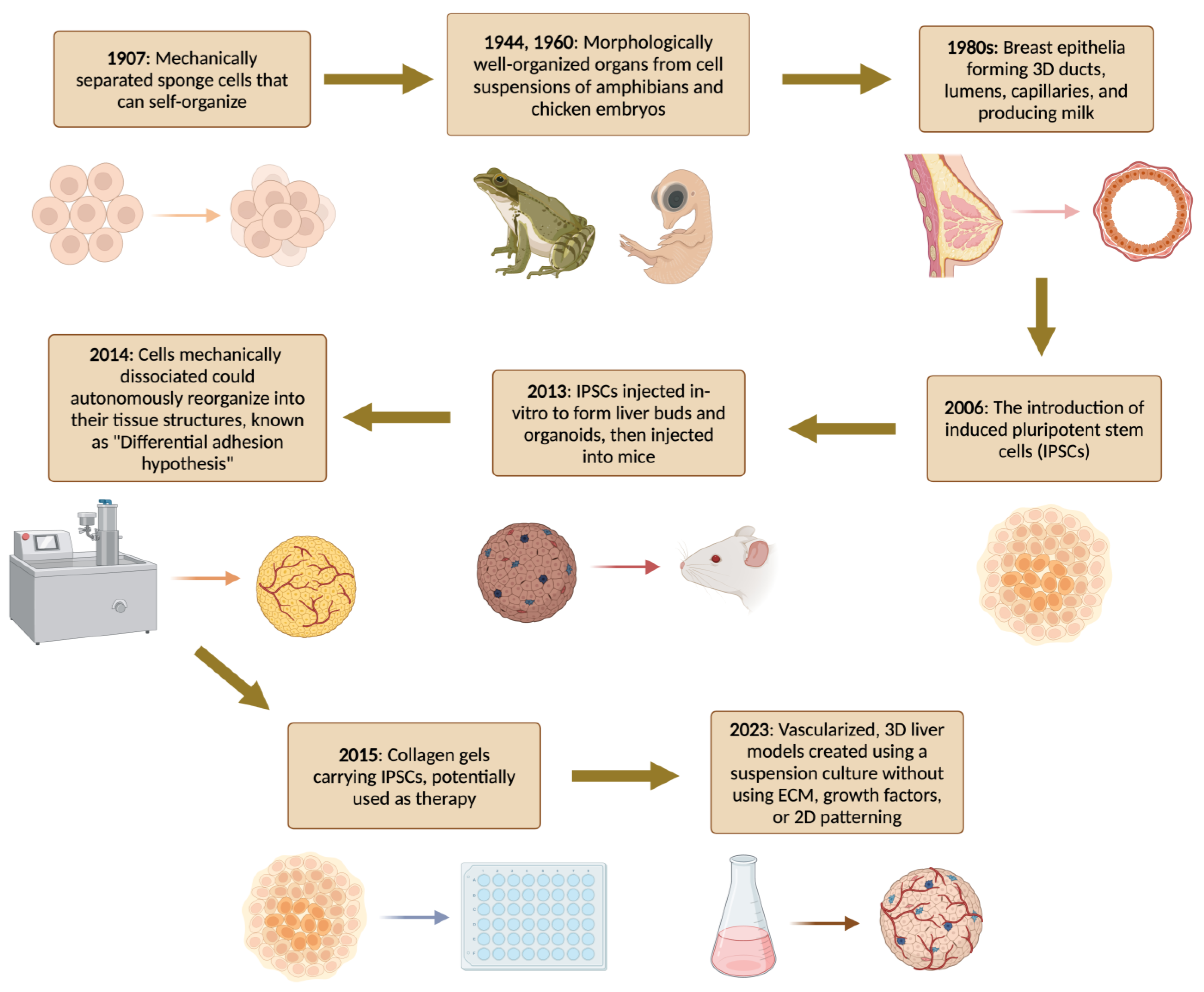 Bioengineering 11 00346 g001