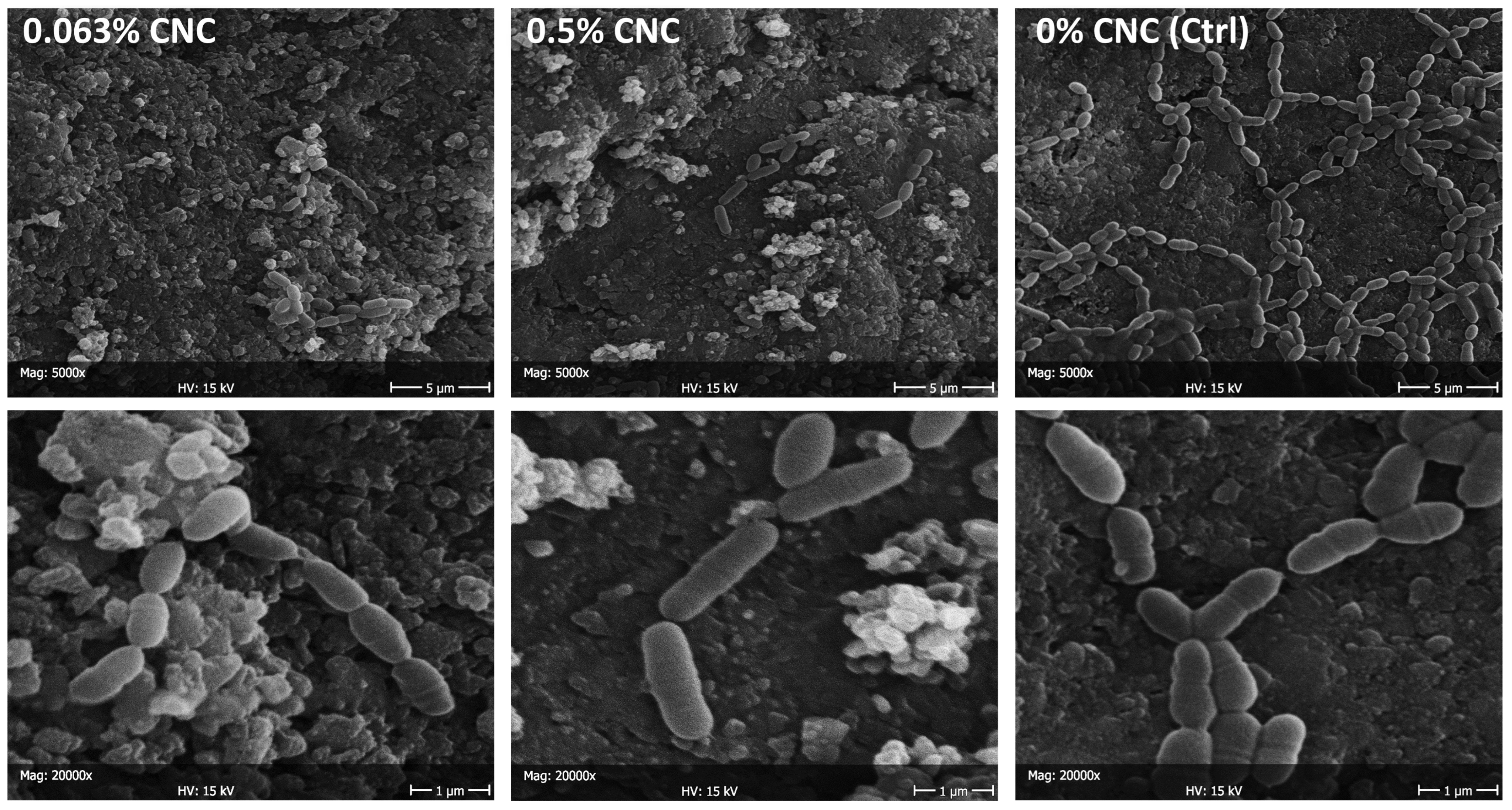 Bioengineering 11 00355 g006 Bioengineering 11 00355 g006