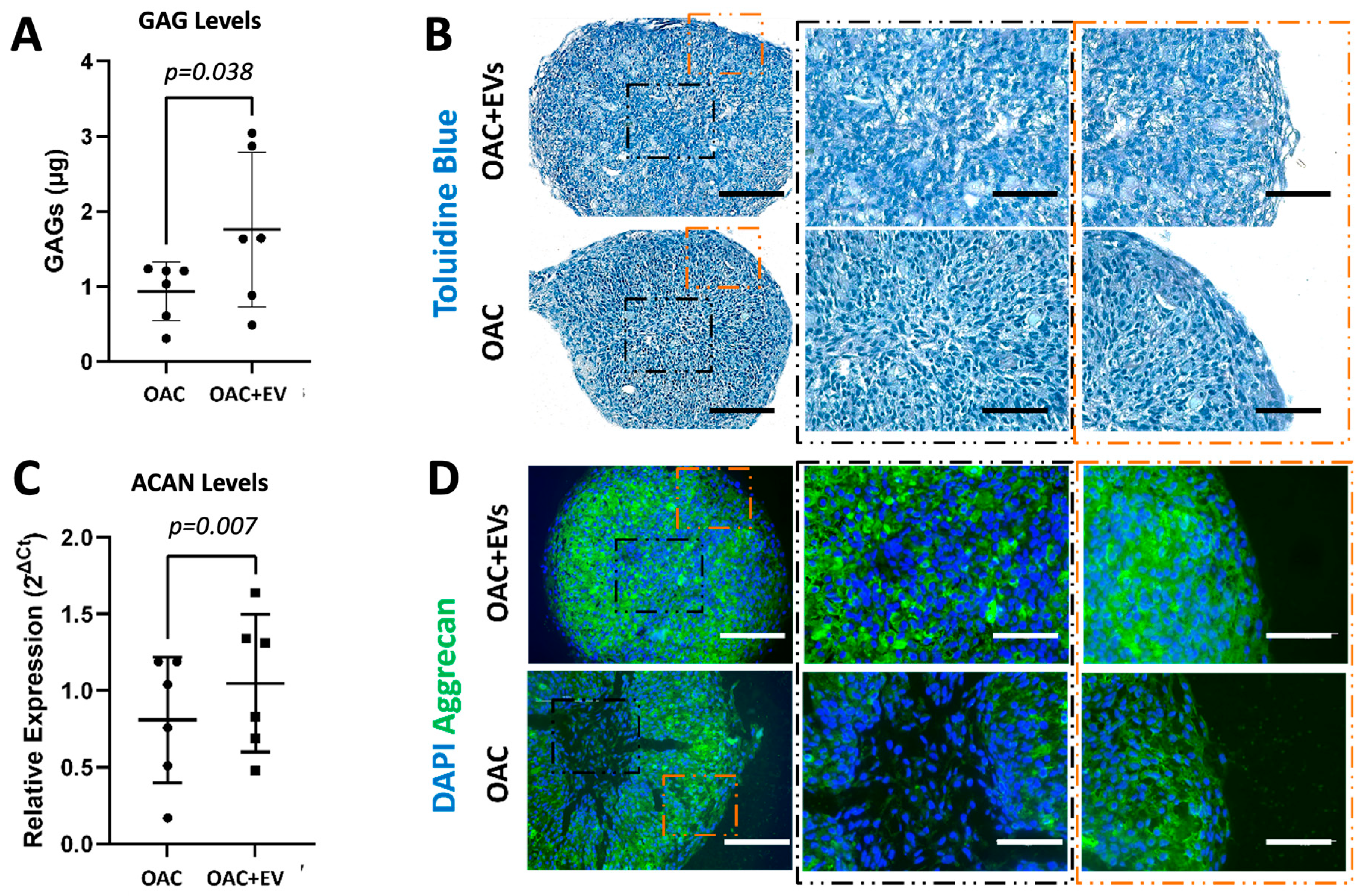 Bioengineering 11 00388 g004