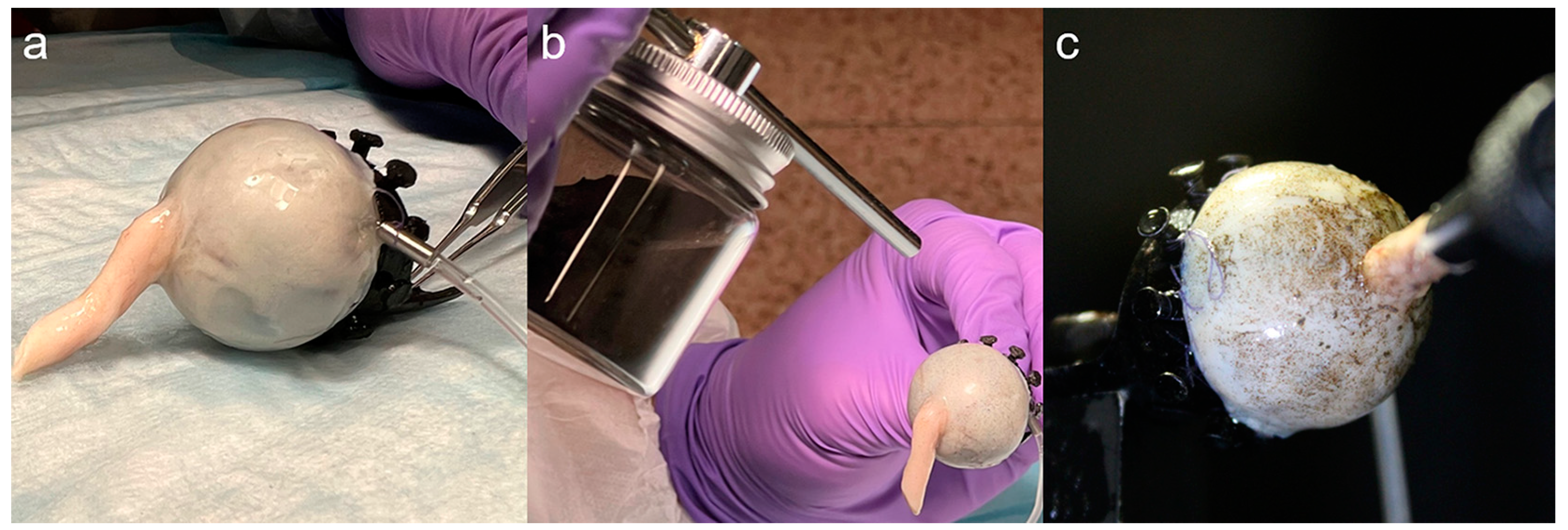 Bioengineering 11 00452 g002