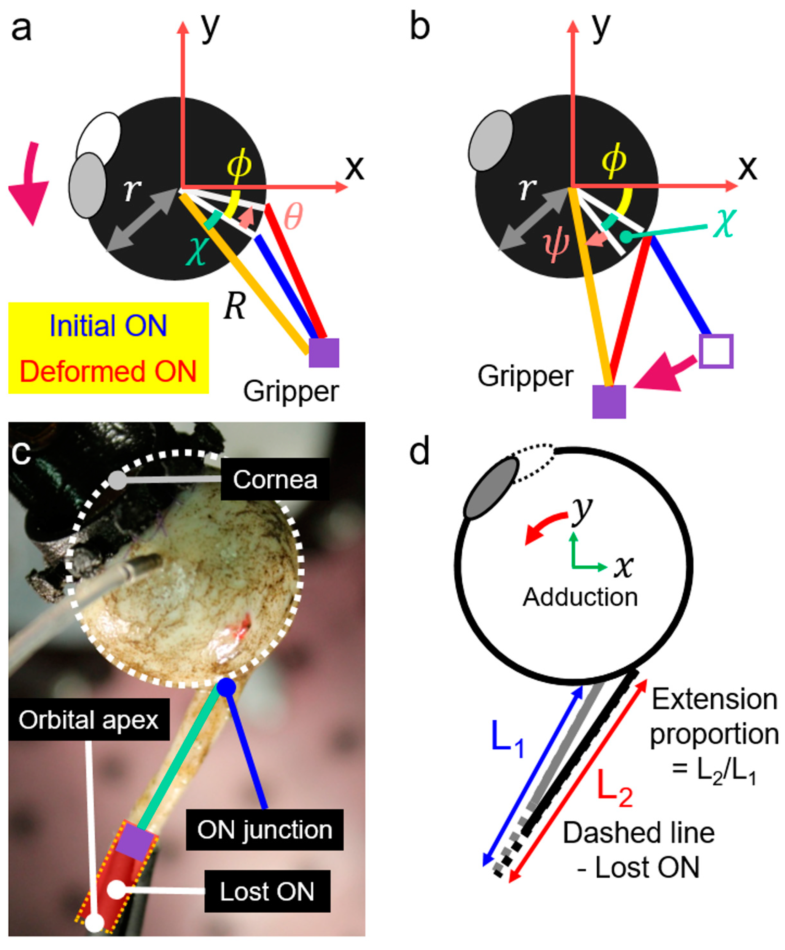 Bioengineering 11 00452 g004