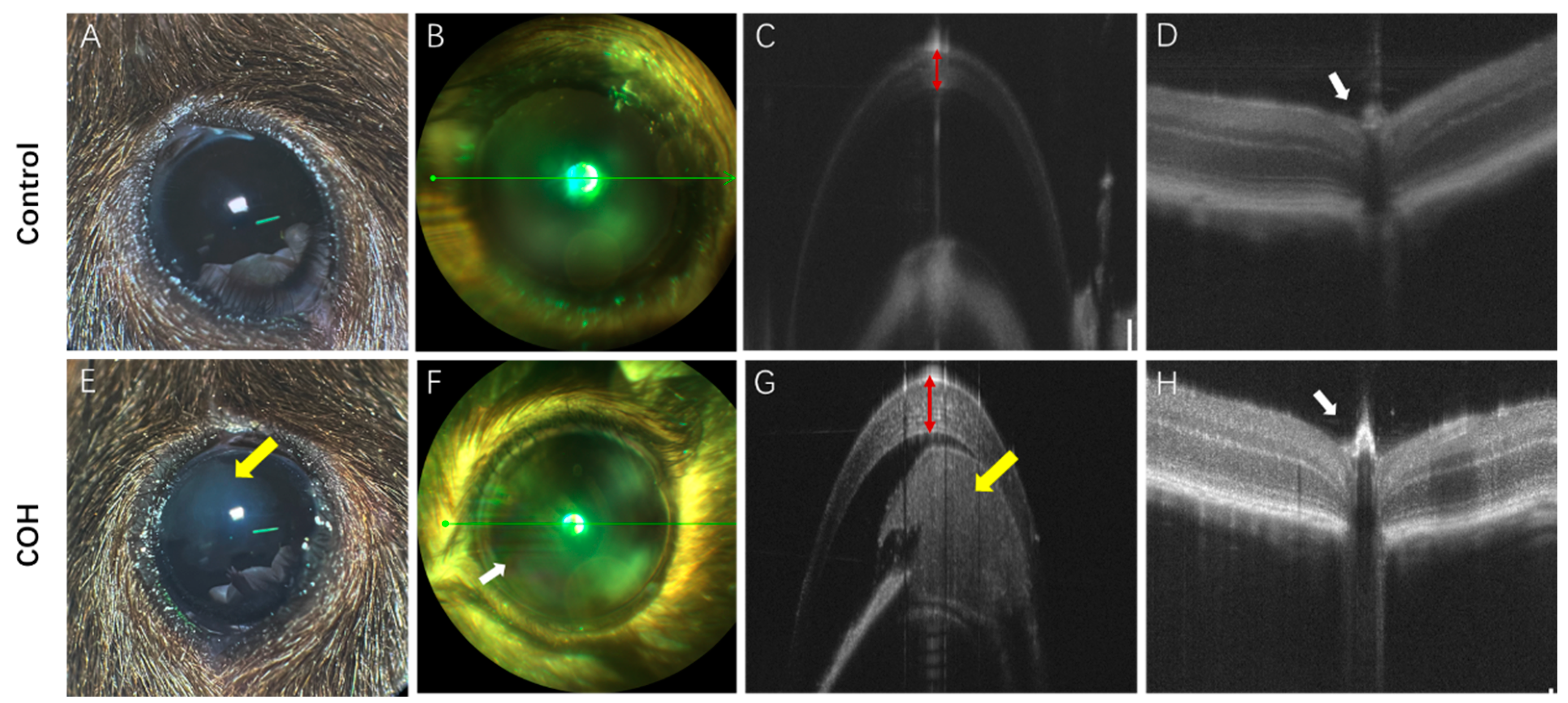 Bioengineering 11 00607 g004