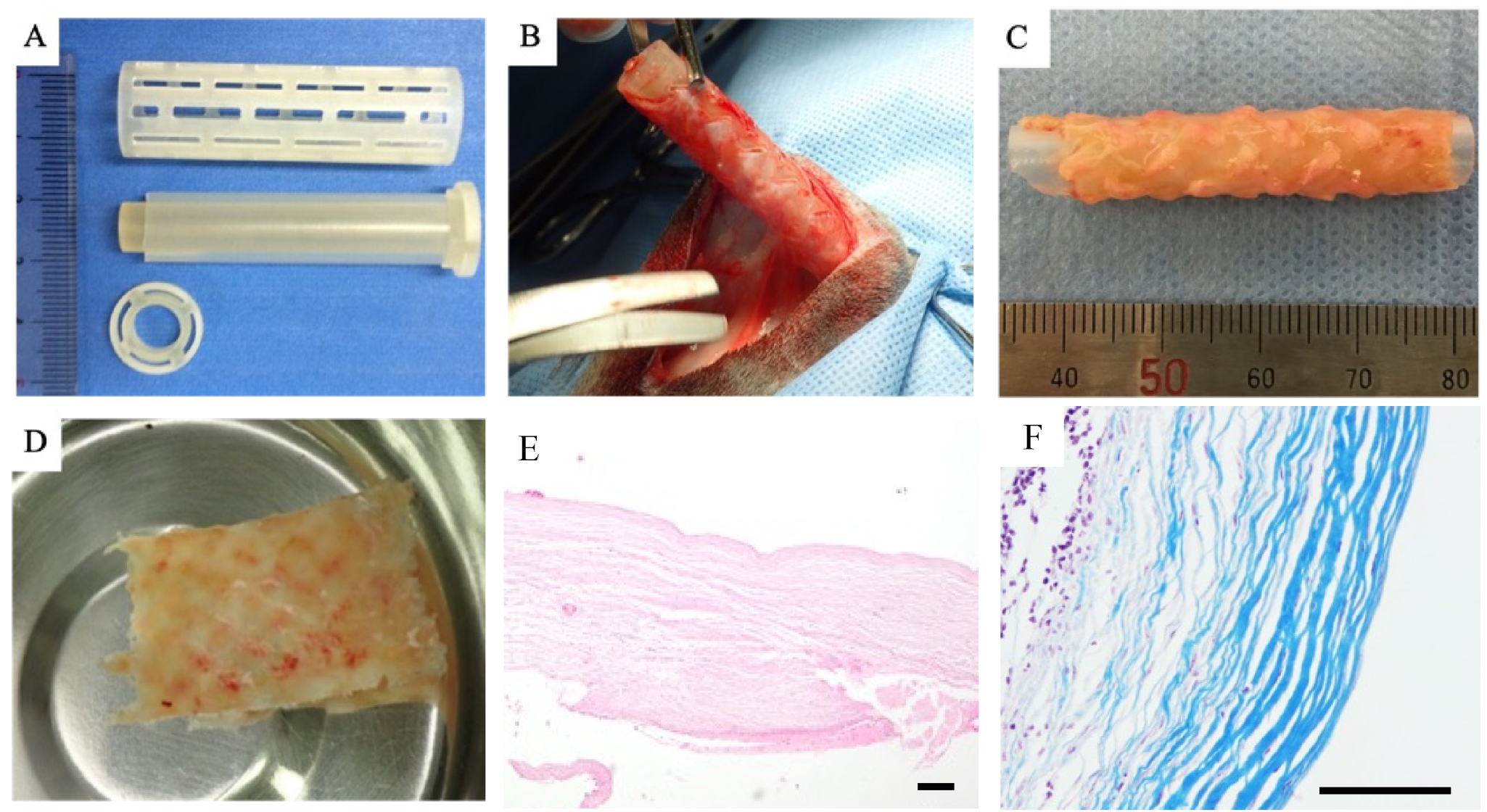 Bioengineering 11 00615 g001