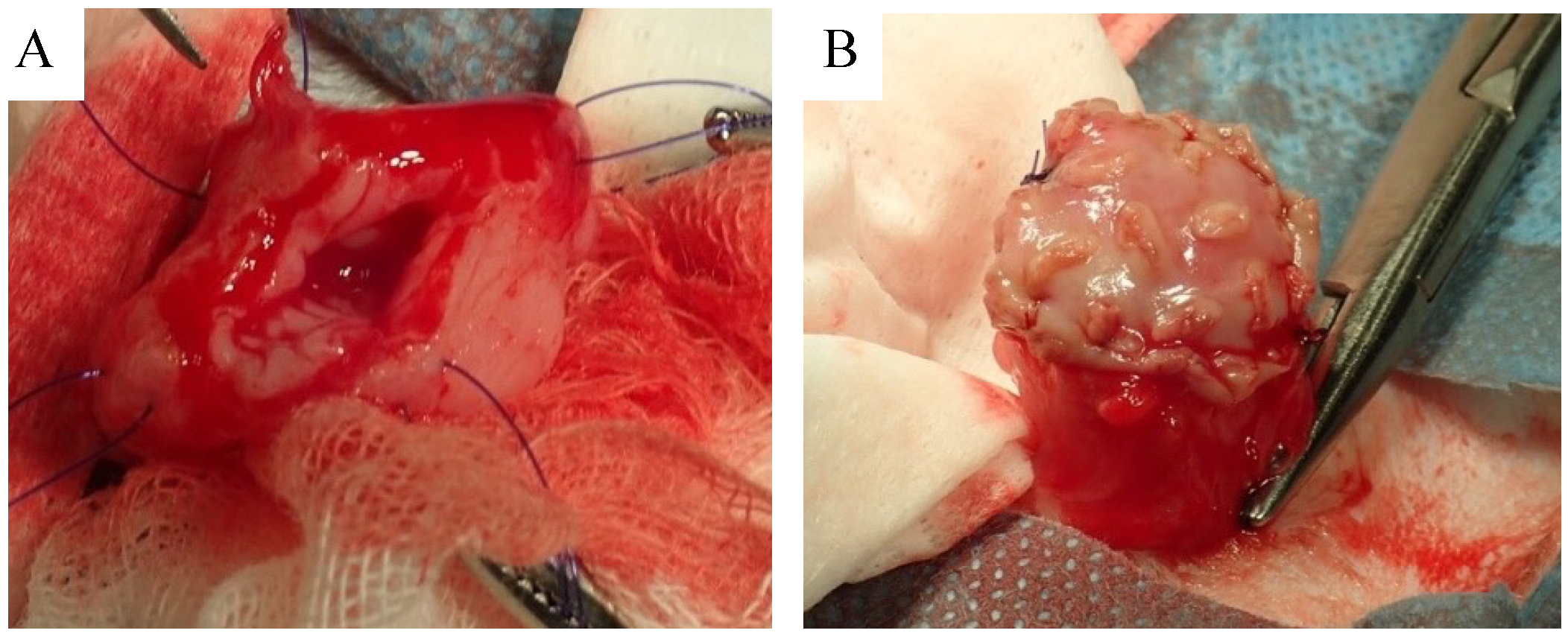 Bioengineering 11 00615 g002