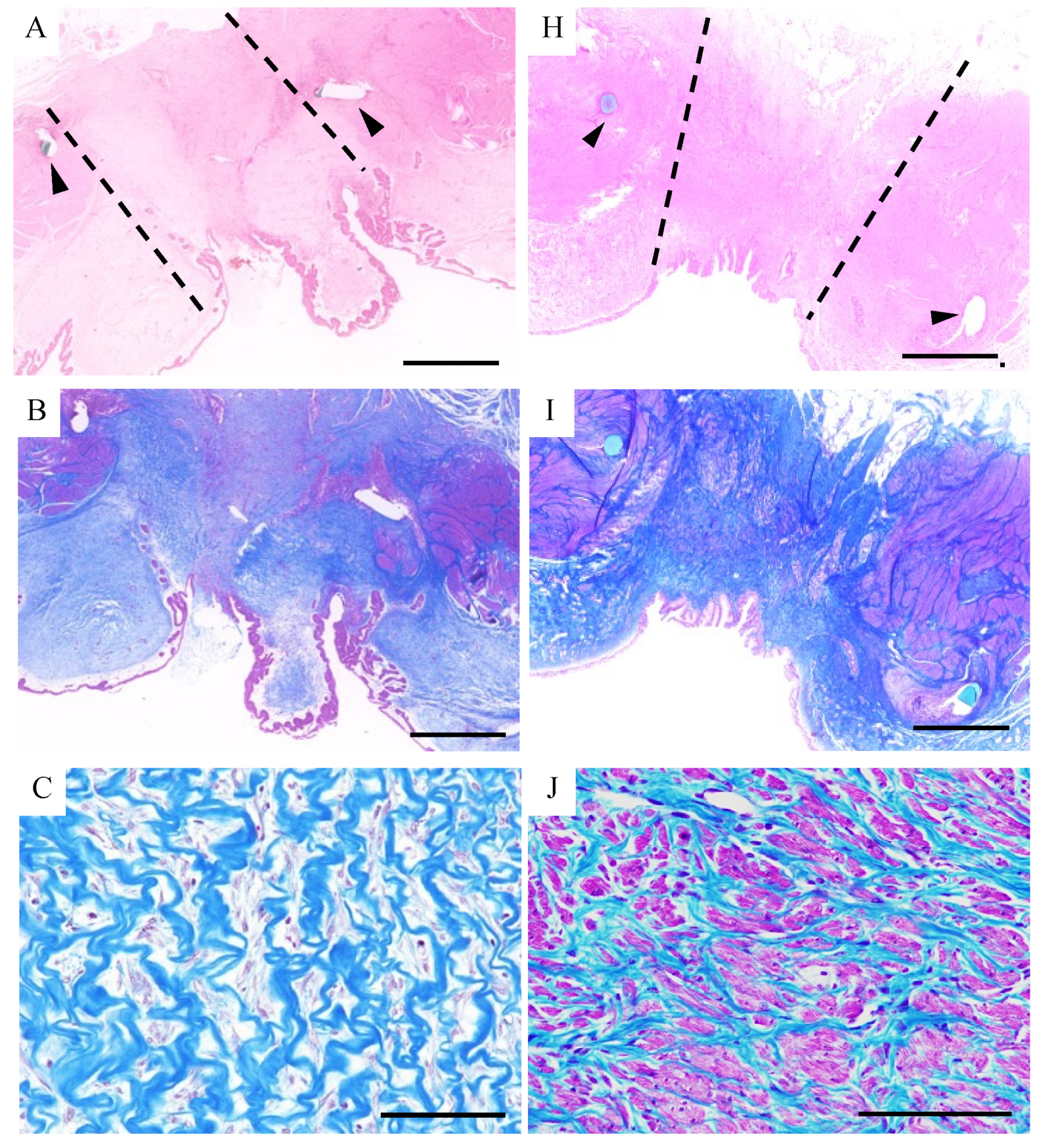 Bioengineering 11 00615 g004a