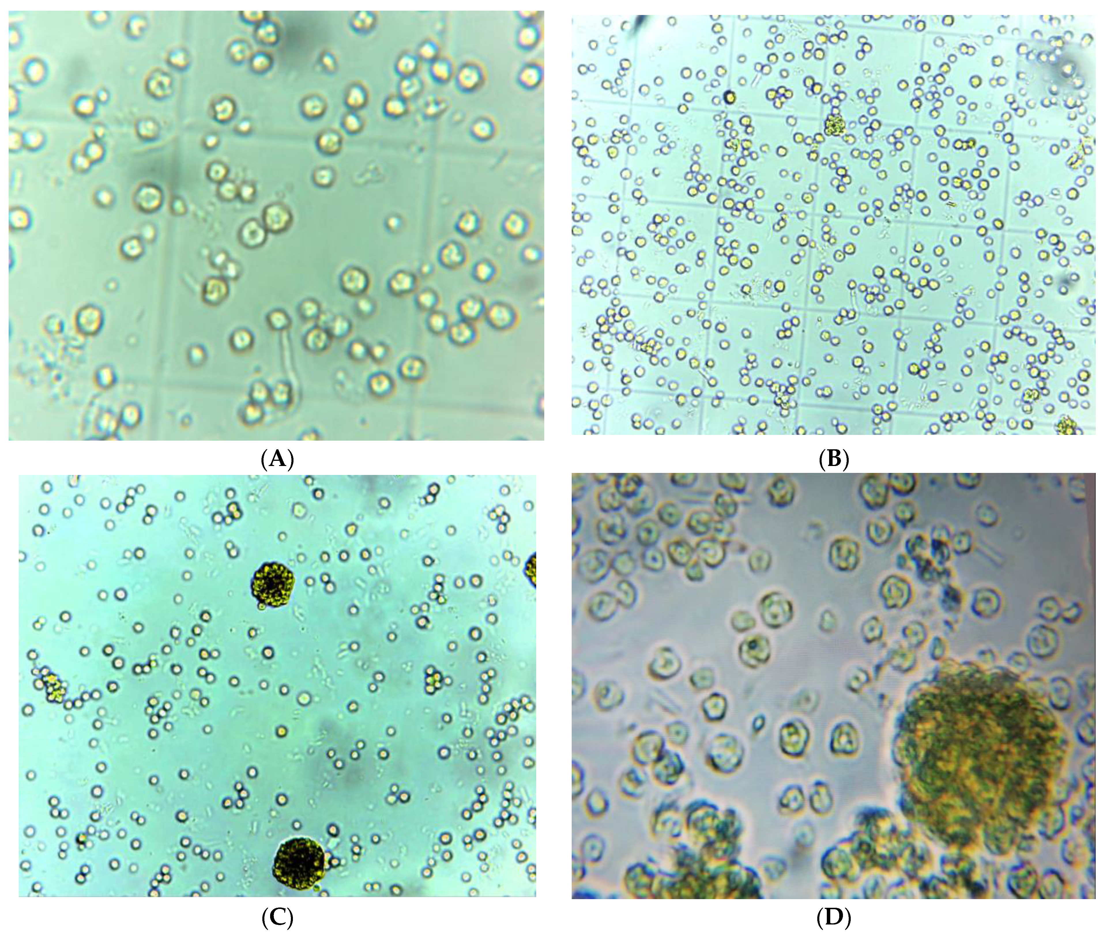 Bioengineering 11 00623 g003 Bioengineering 11 00623 g003