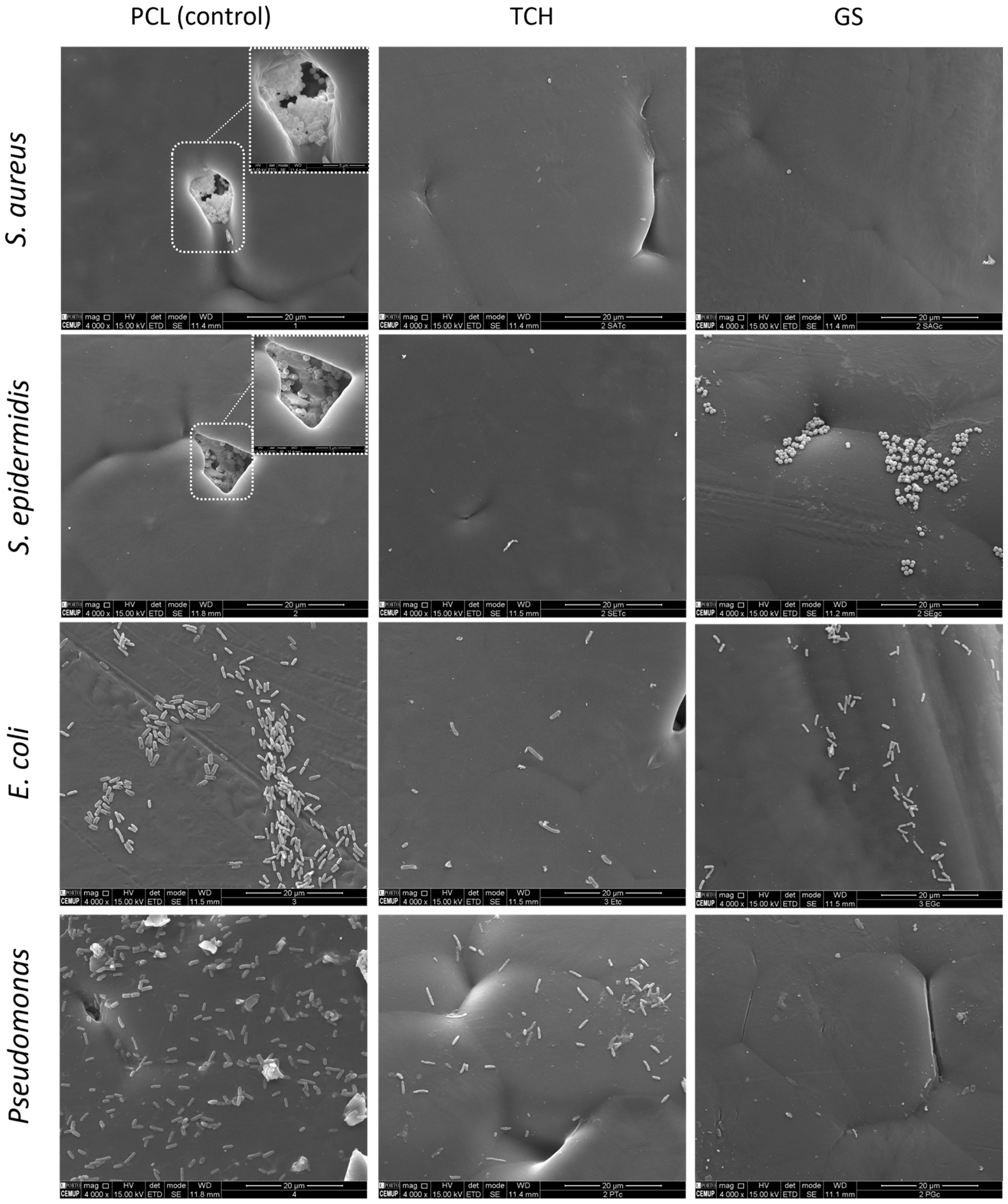 Bioengineering 11 00636 g005 Bioengineering 11 00636 g005
