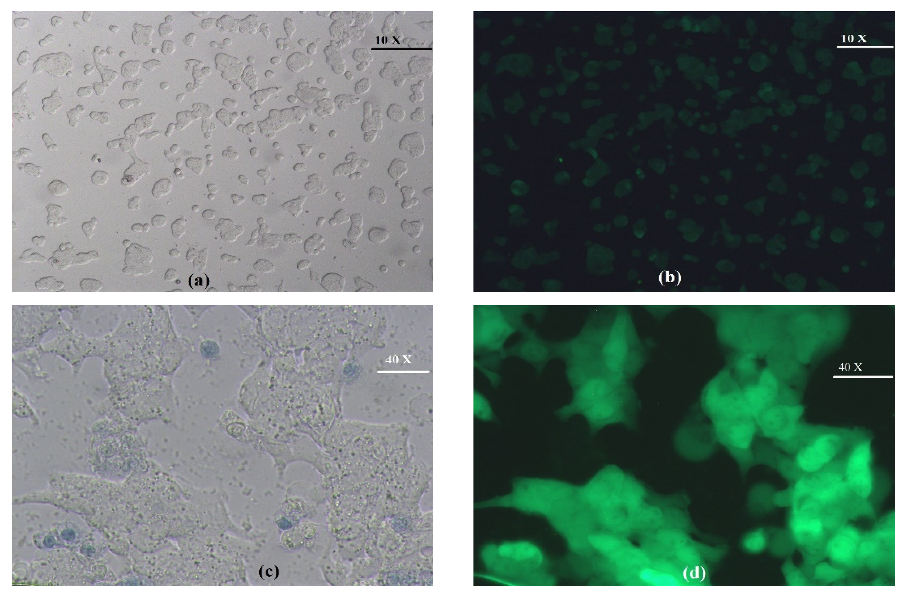 Bioengineering 11 00638 g005a