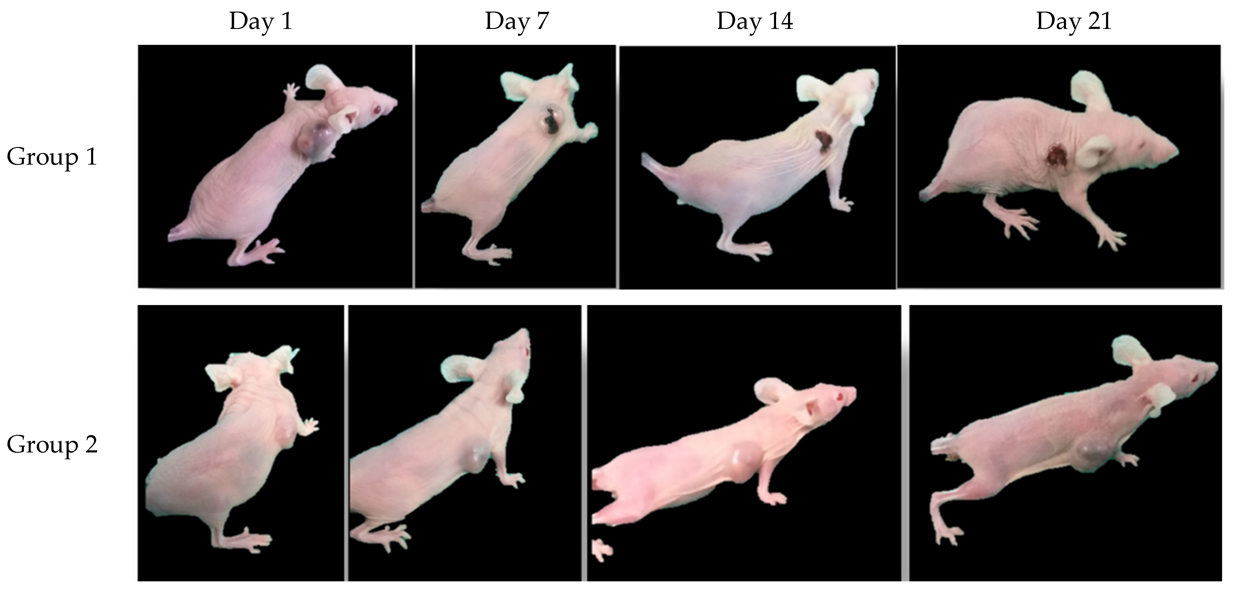 Bioengineering 11 00638 g008a