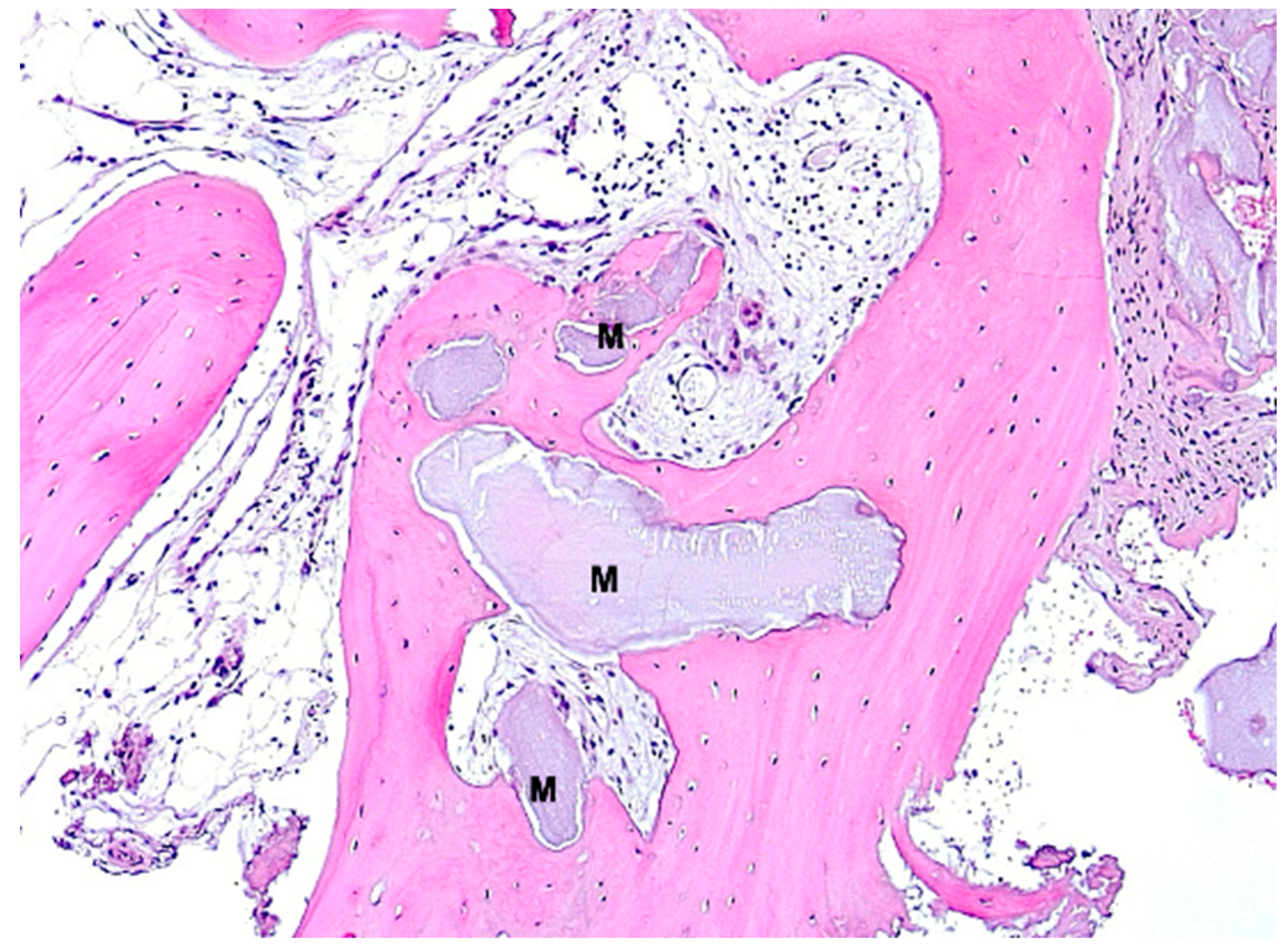 Bioengineering 11 00665 g010