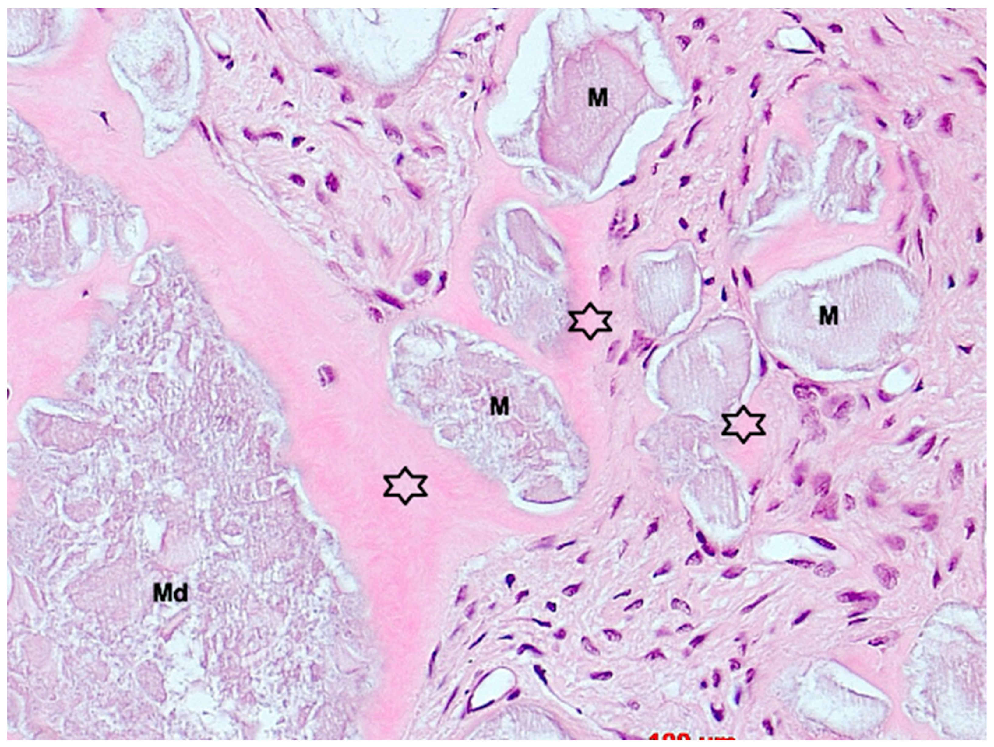Bioengineering 11 00665 g011