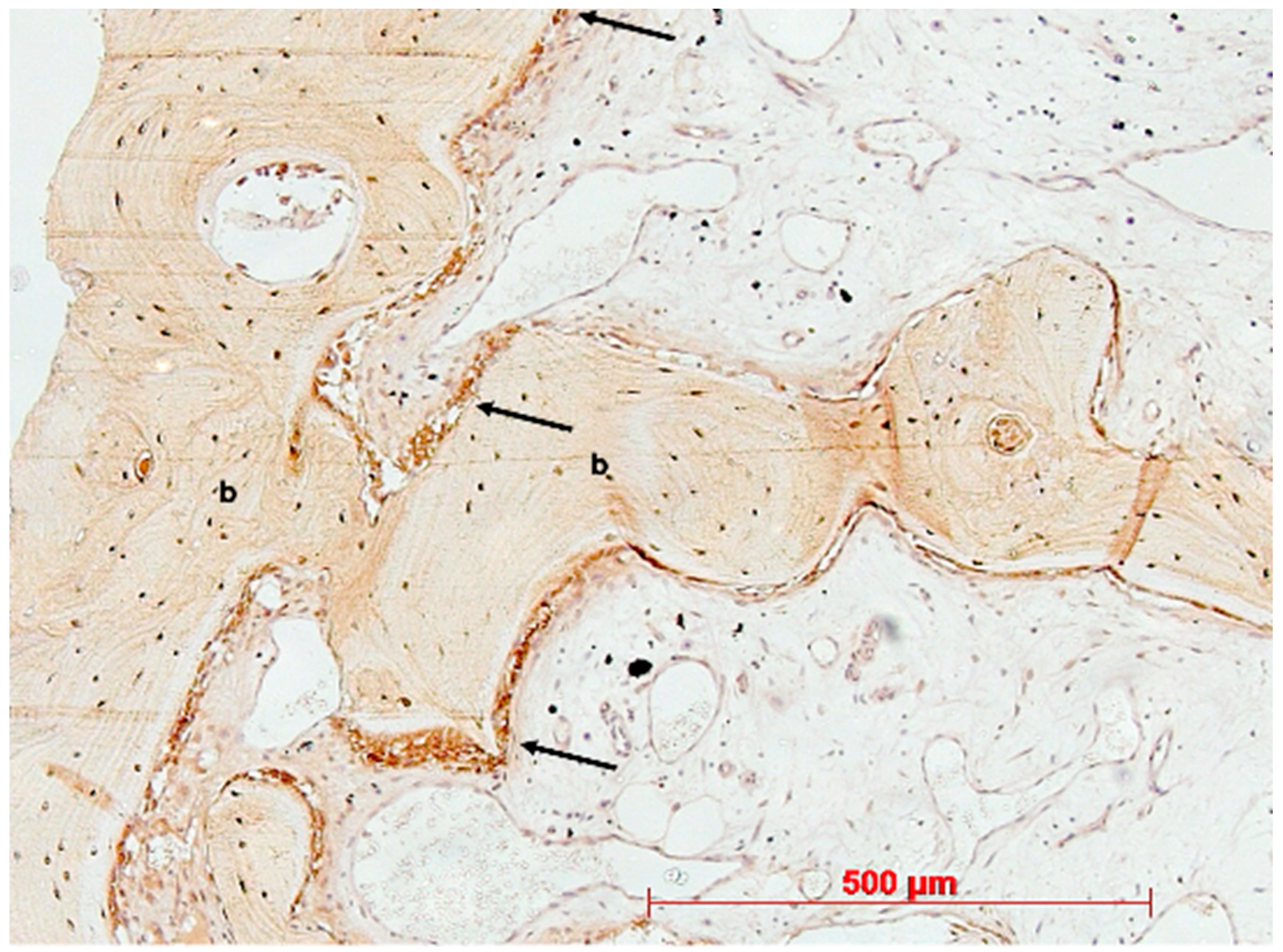 Bioengineering 11 00665 g017