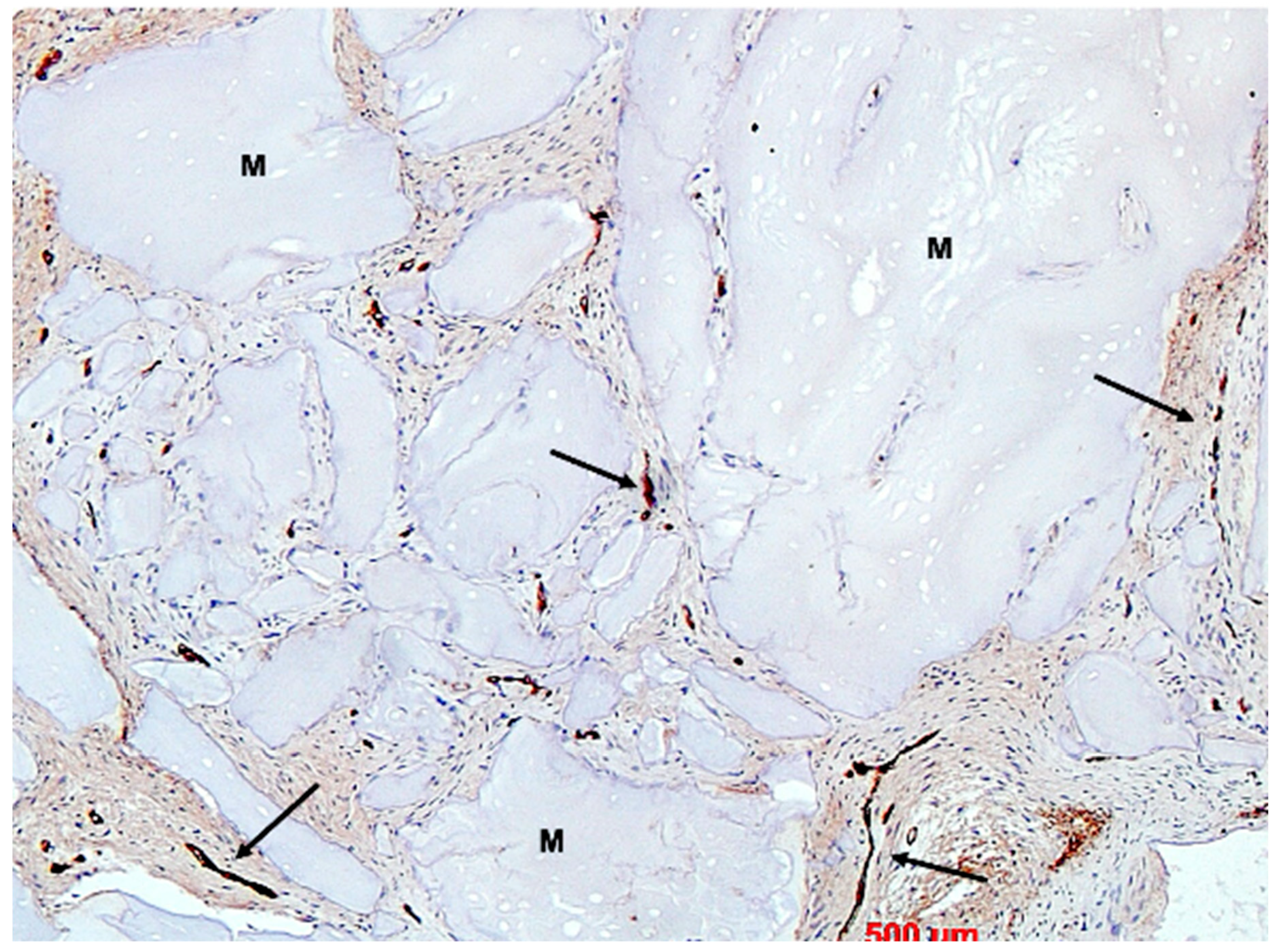 Bioengineering 11 00665 g018