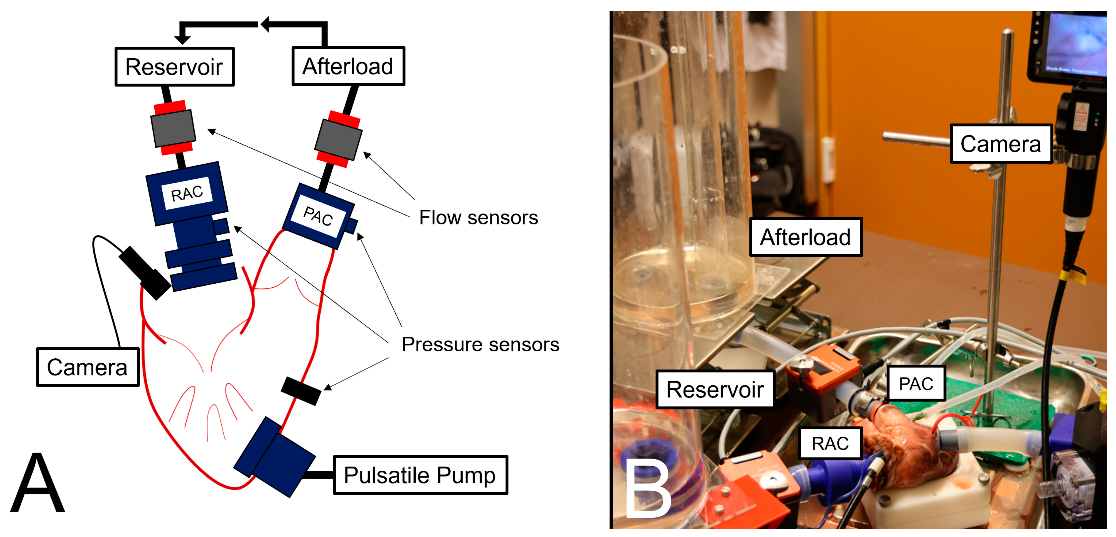 Bioengineering 11 00666 g001