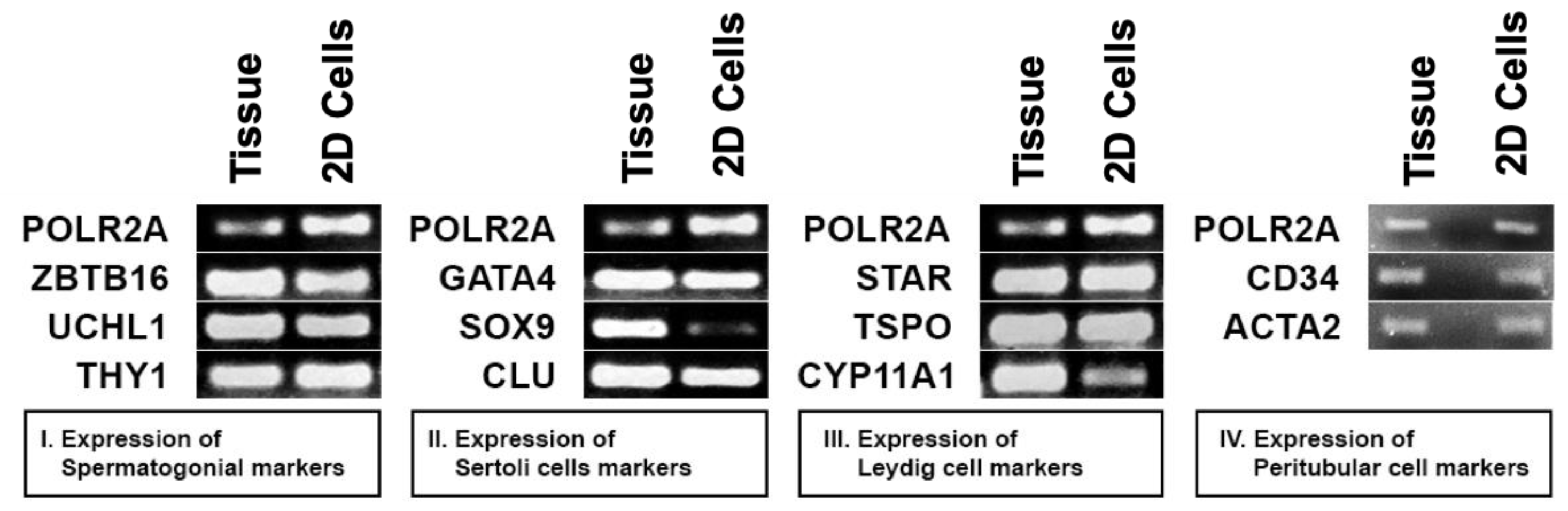 Bioengineering 11 00677 g003