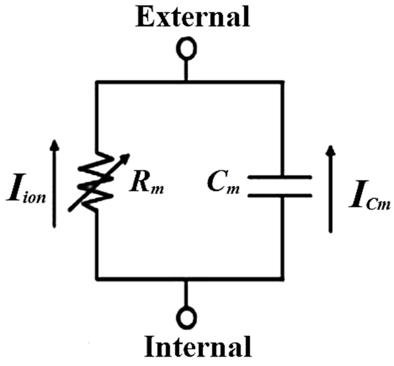 Bioengineering 11 00691 g002