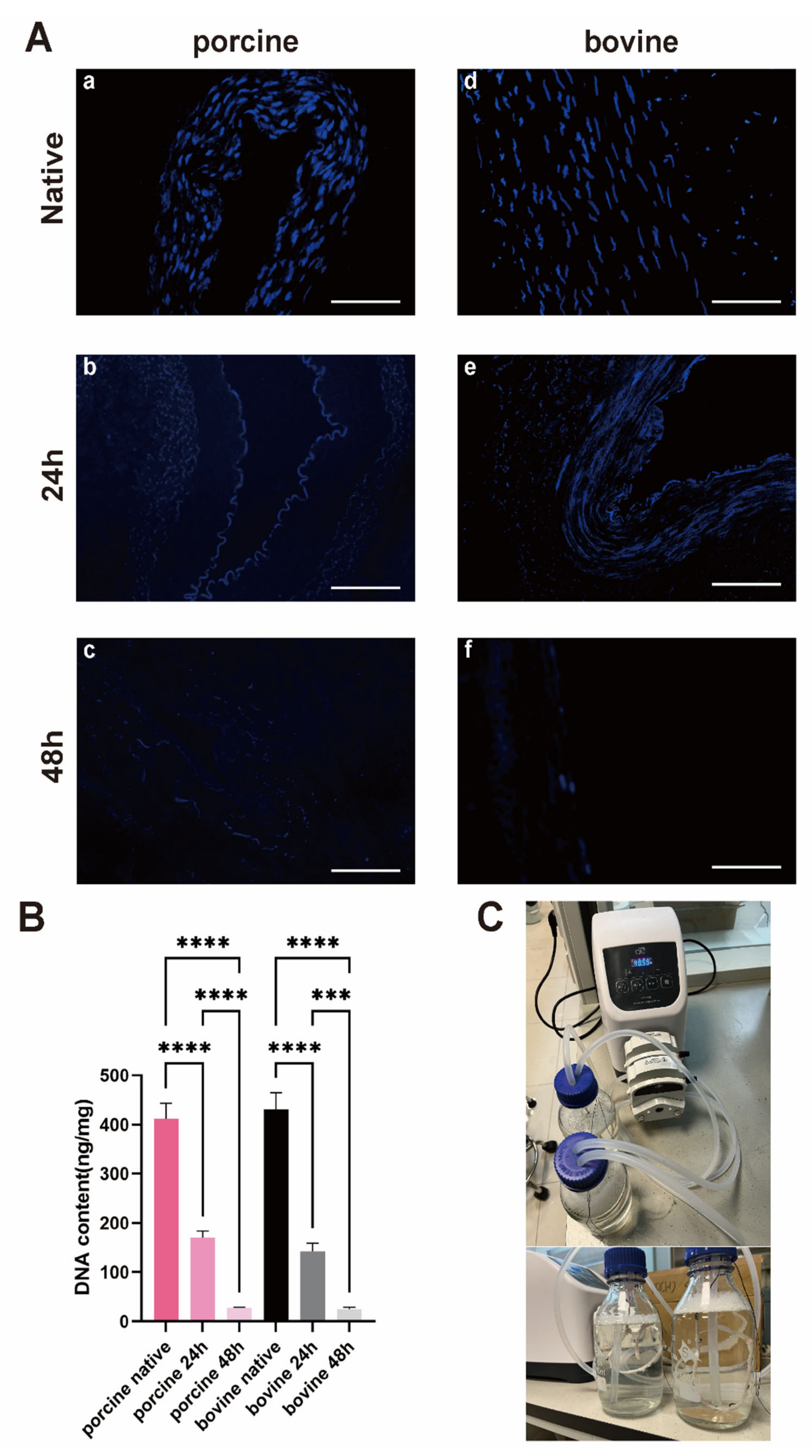 Bioengineering 11 00700 g002