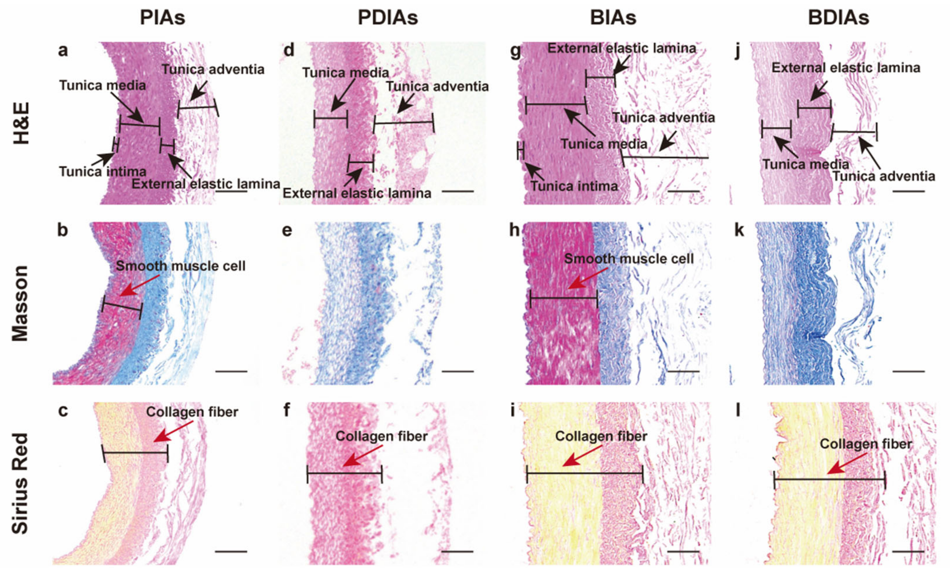 Bioengineering 11 00700 g003