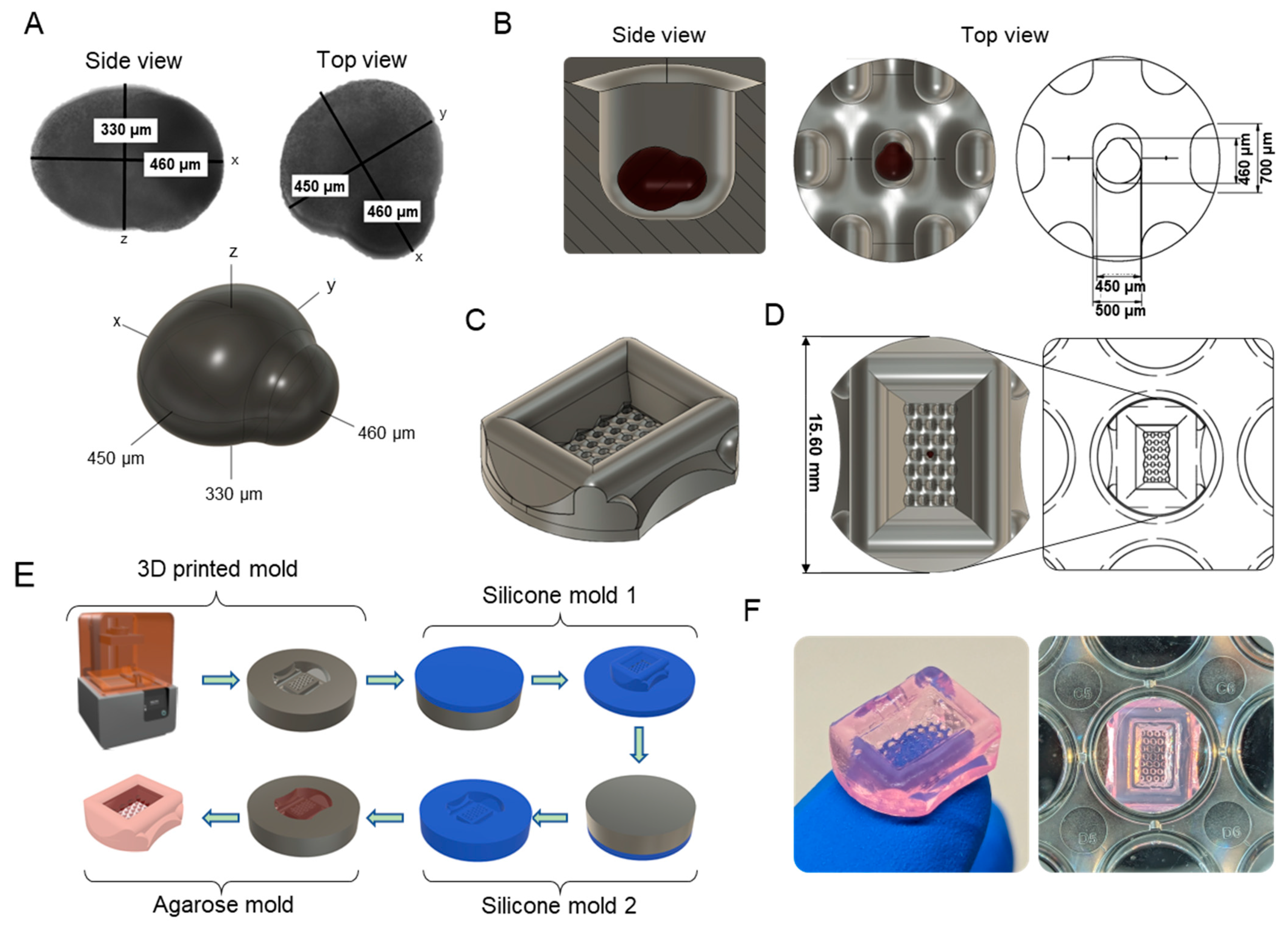 Bioengineering 11 00719 g001 Bioengineering 11 00719 g001