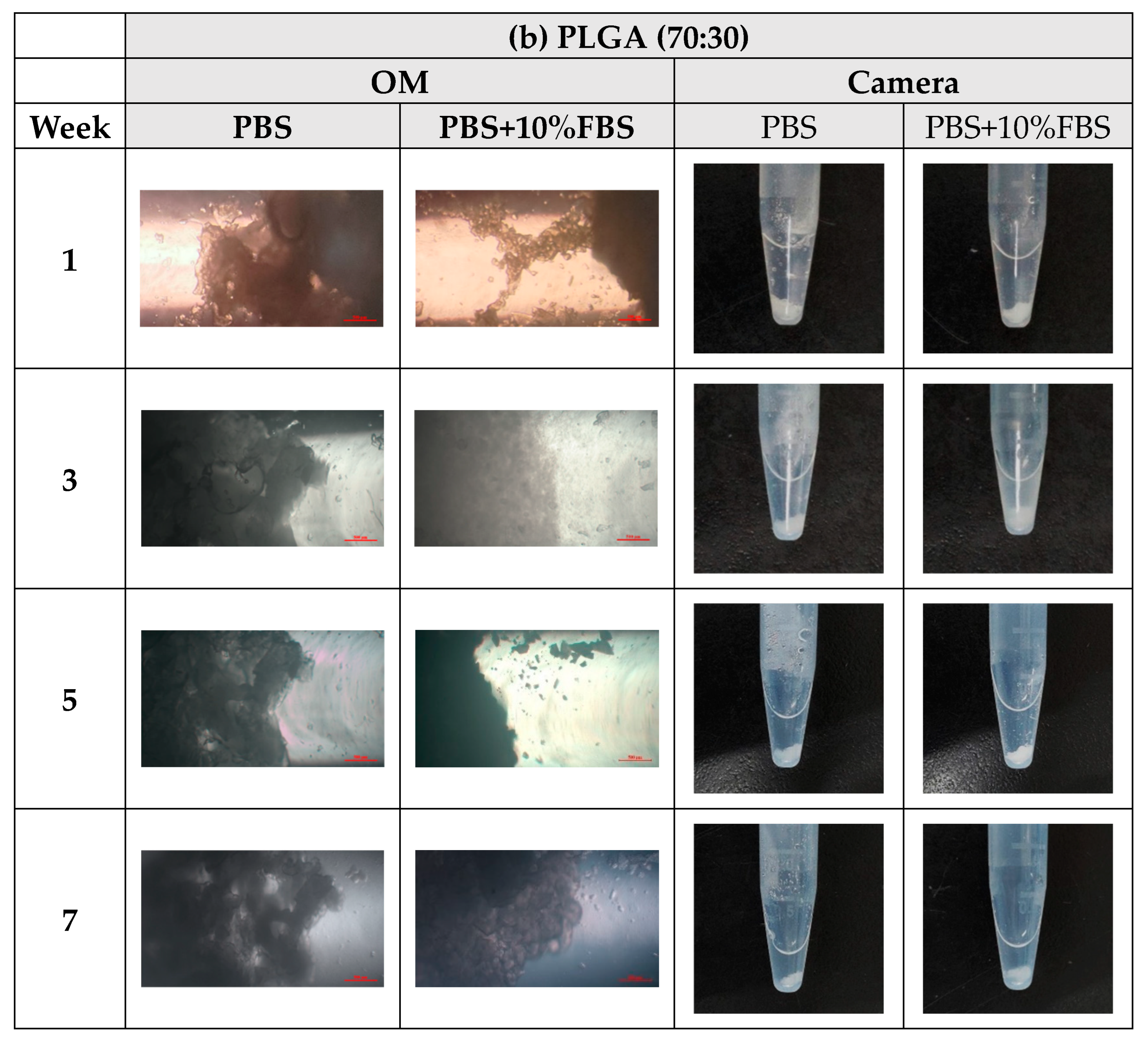 Bioengineering 11 00731 g008b