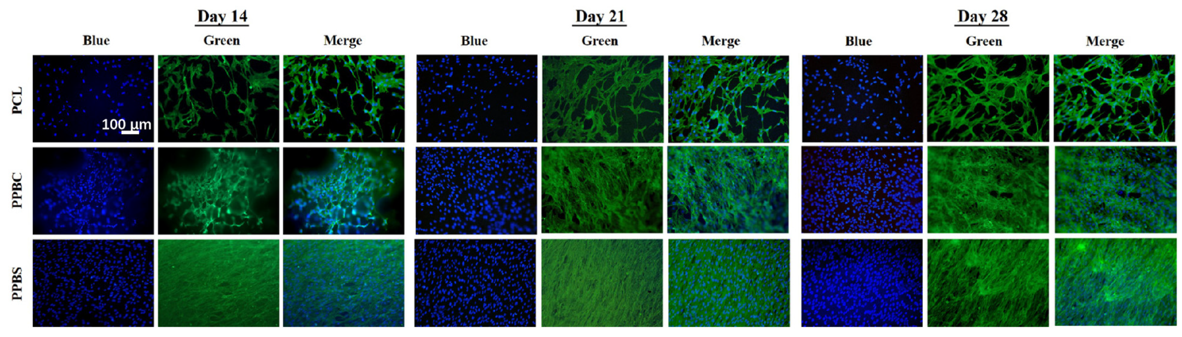 Bioengineering 11 00732 g006