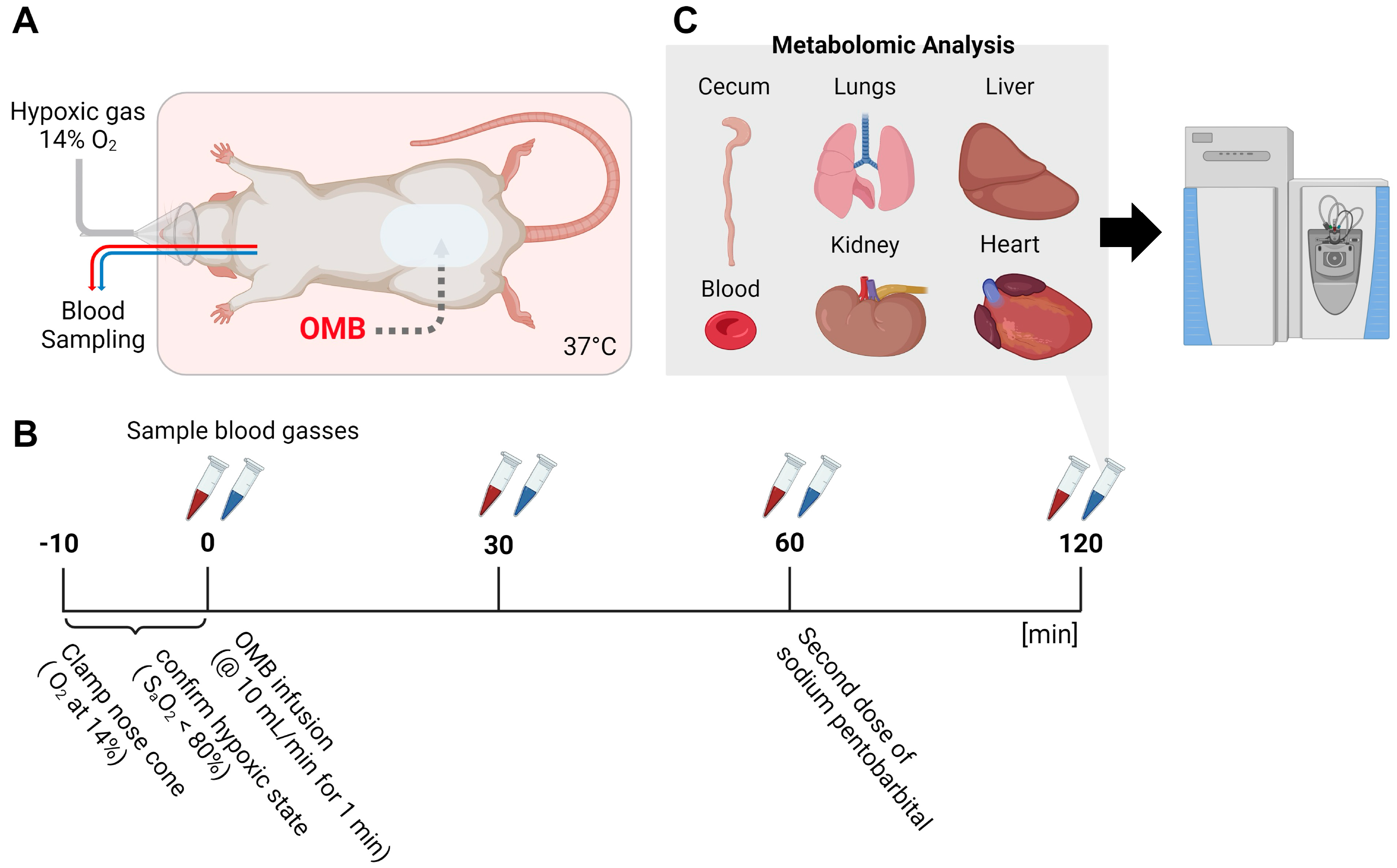 Bioengineering 11 00761 g001