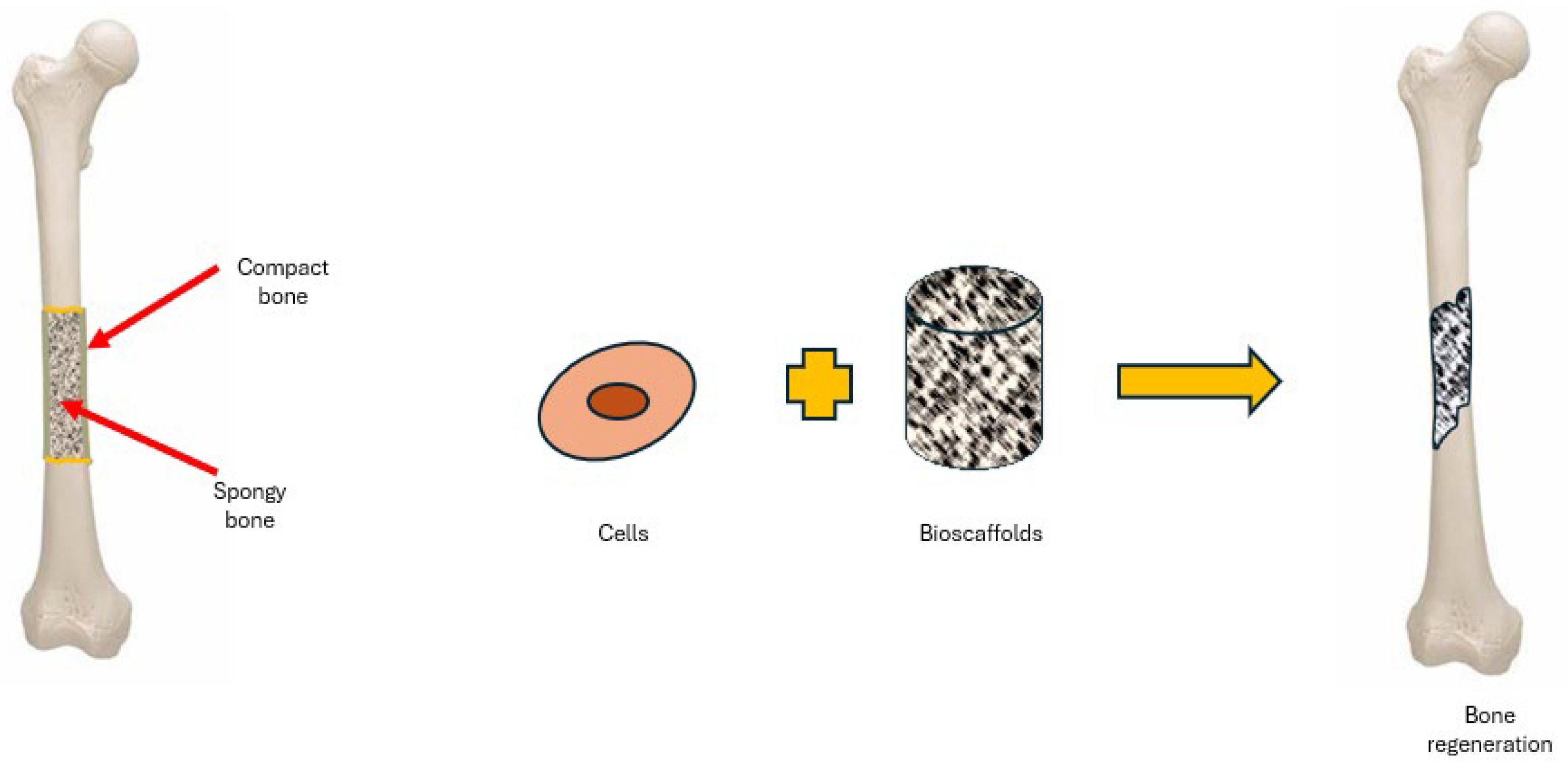 Bioengineering 11 00769 g002