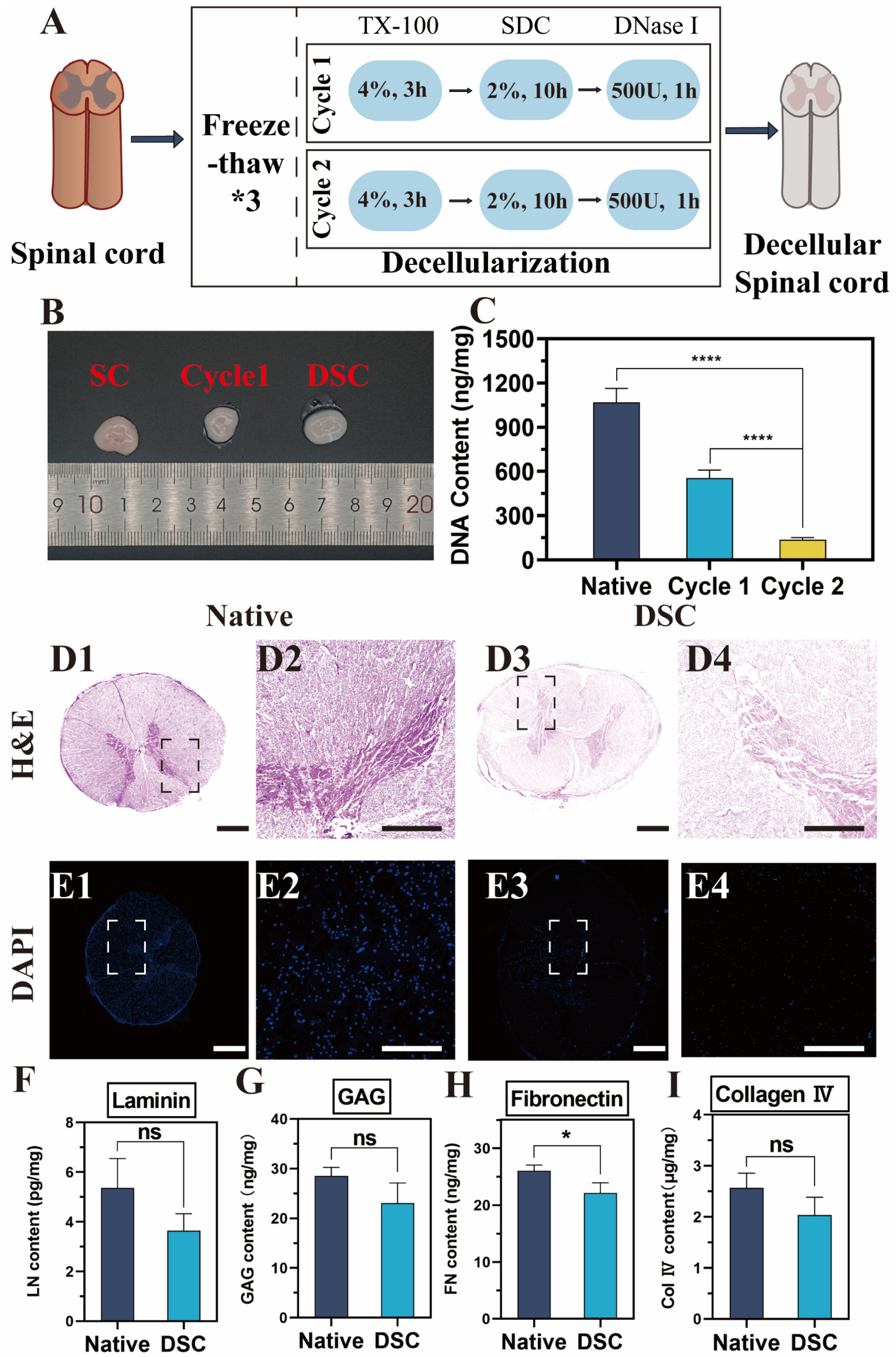 Bioengineering 11 00772 g001 Bioengineering 11 00772 g001