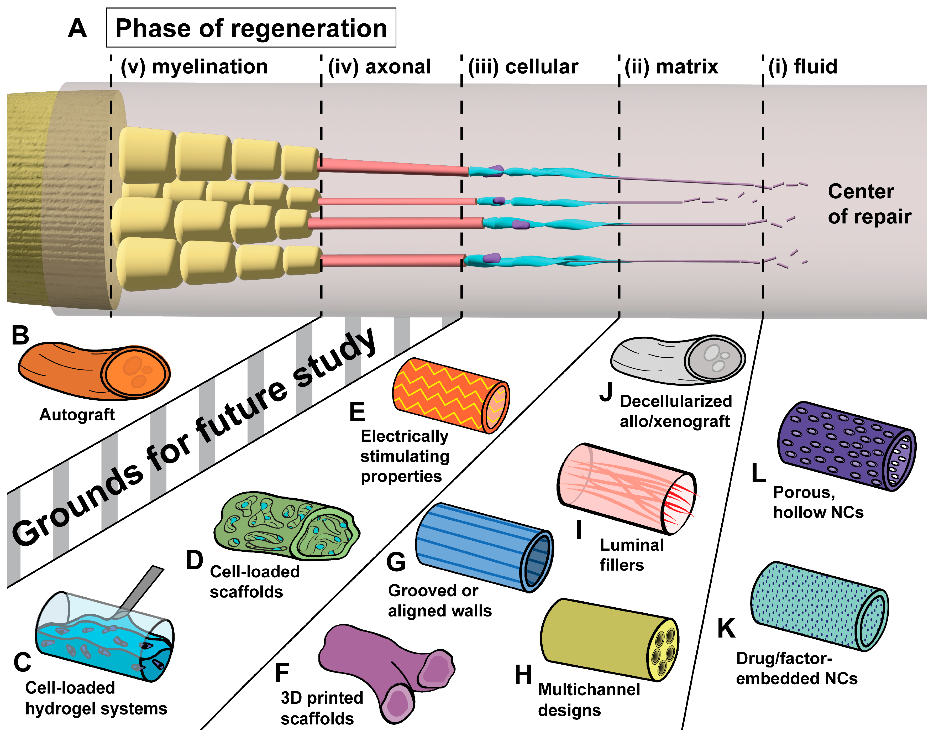 Bioengineering 11 00776 g001