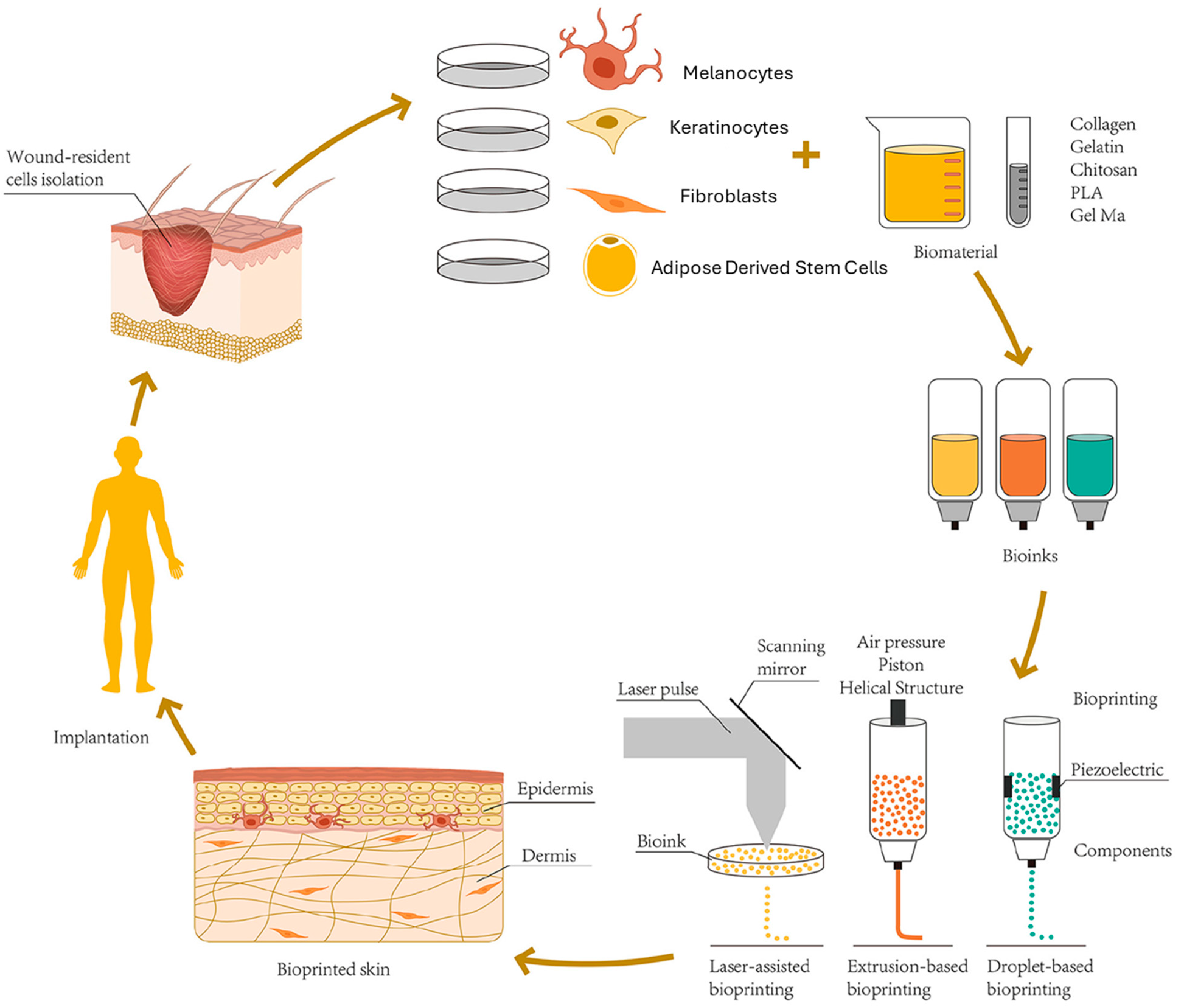 Bioengineering 11 00777 g001