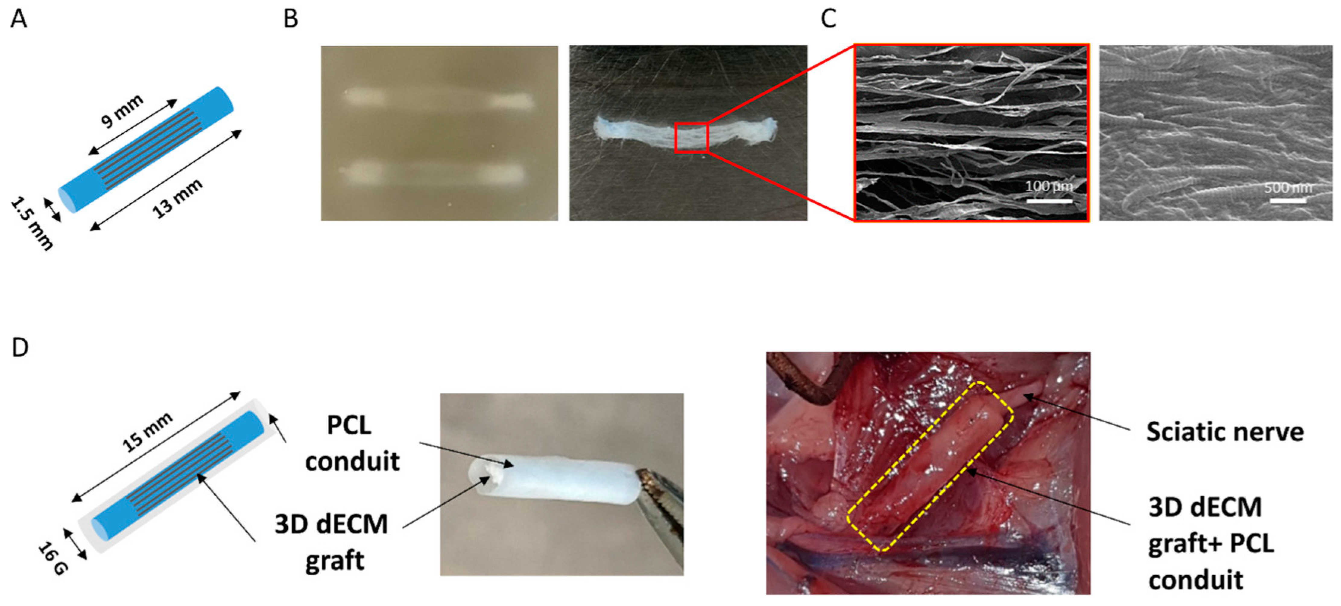 Bioengineering 11 00777 g003