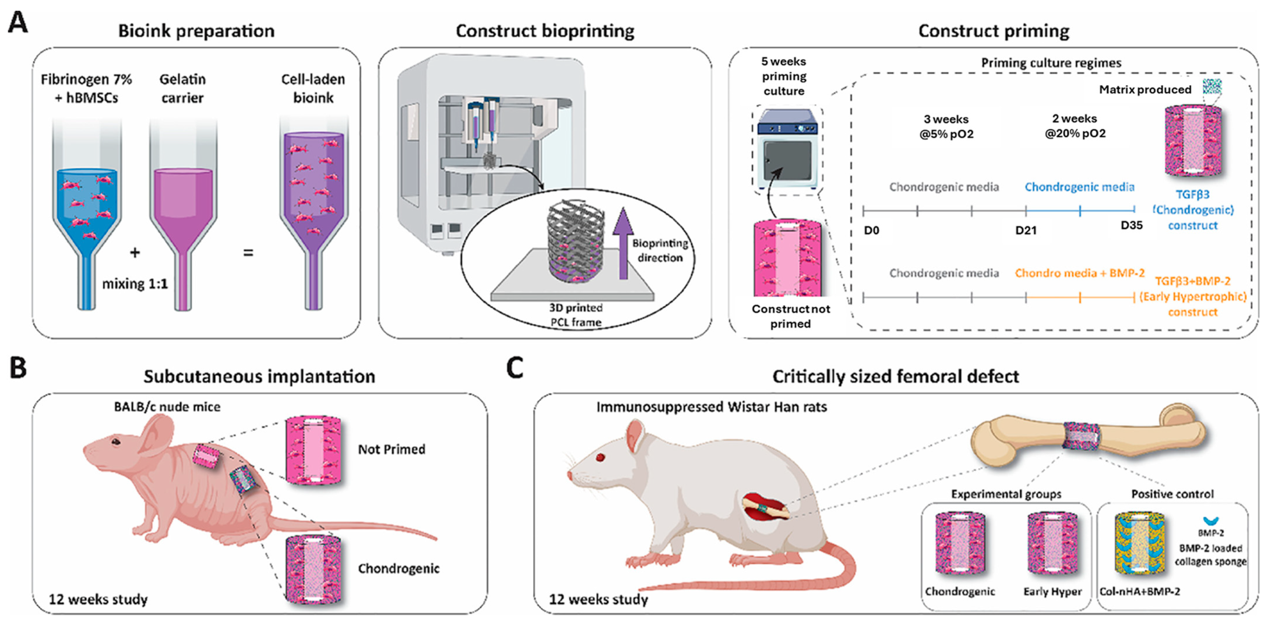 Bioengineering 11 00777 g004