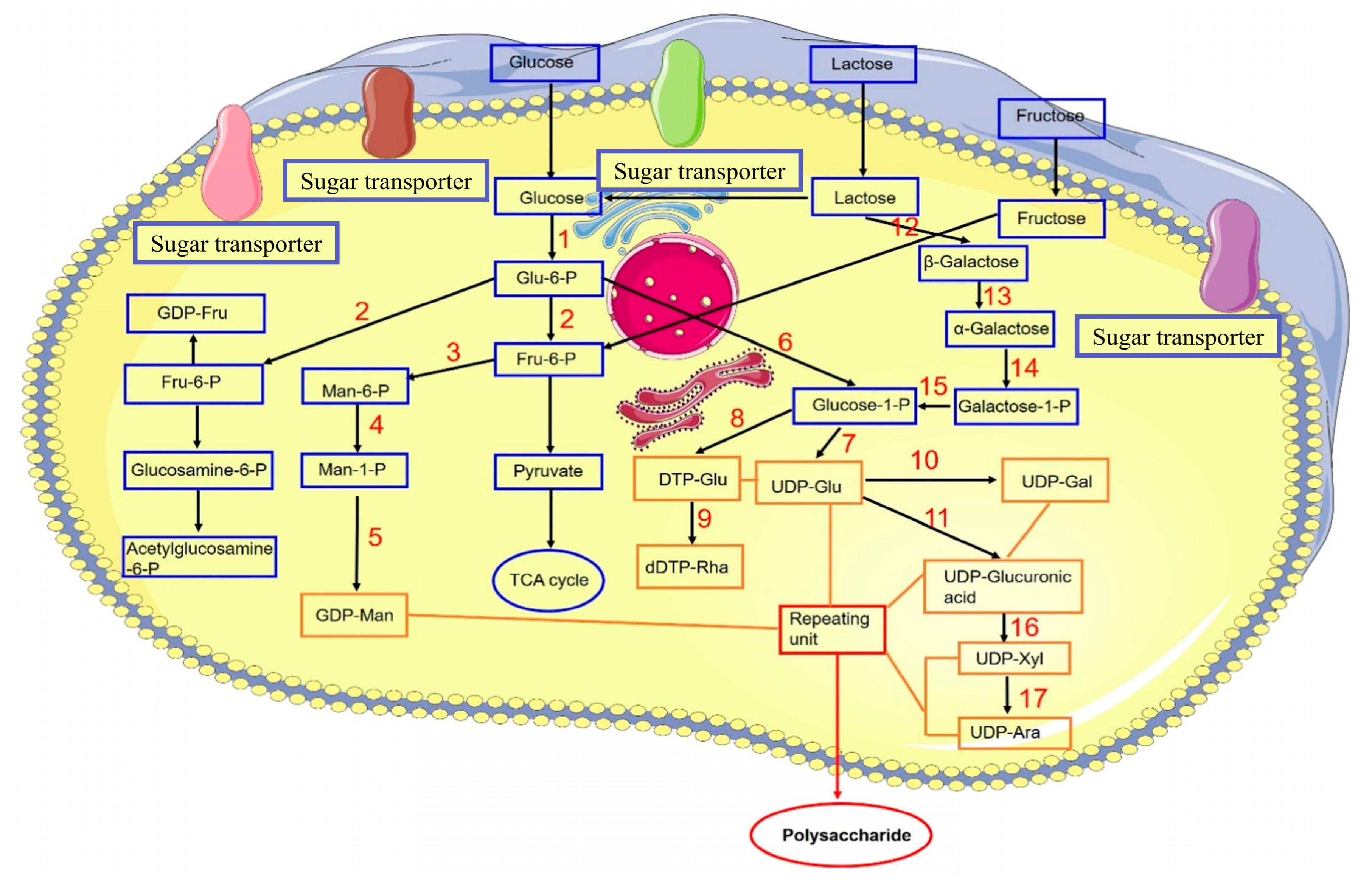 Bioengineering 11 00783 g003 Bioengineering 11 00783 g003