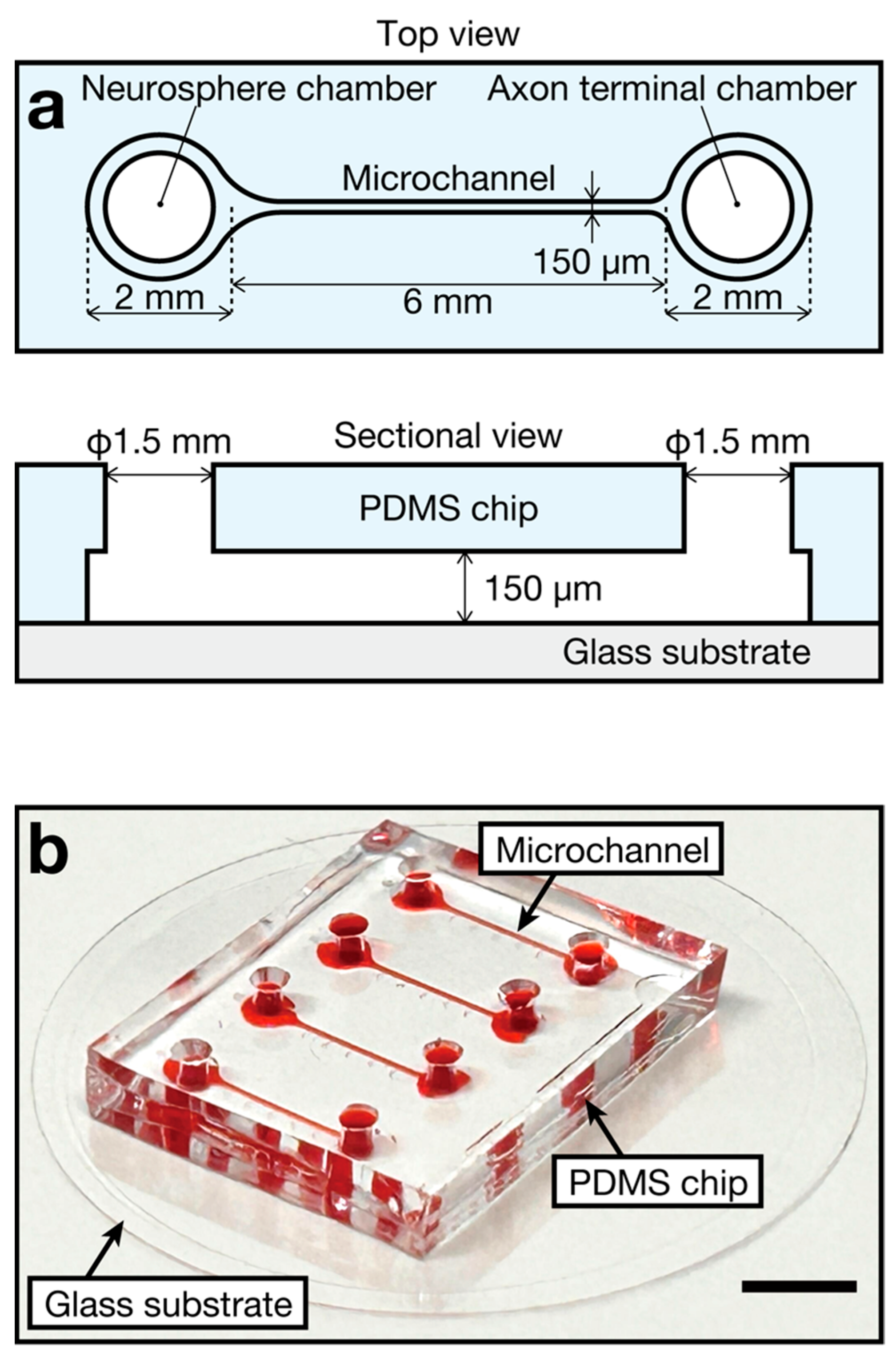 Bioengineering 11 00794 g001