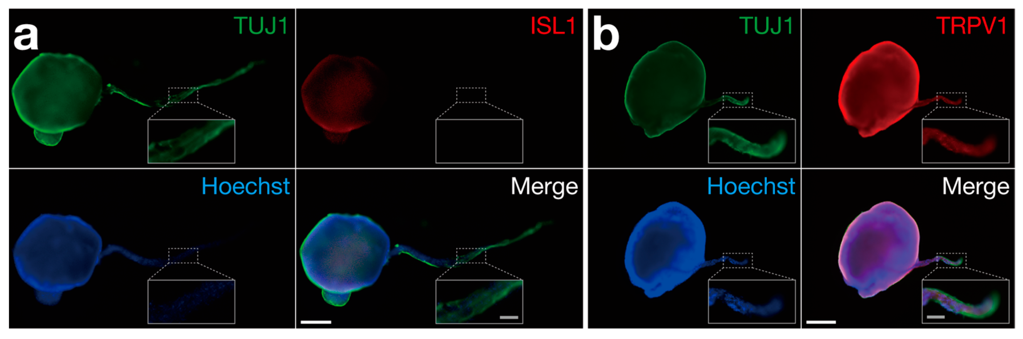 Bioengineering 11 00794 g005