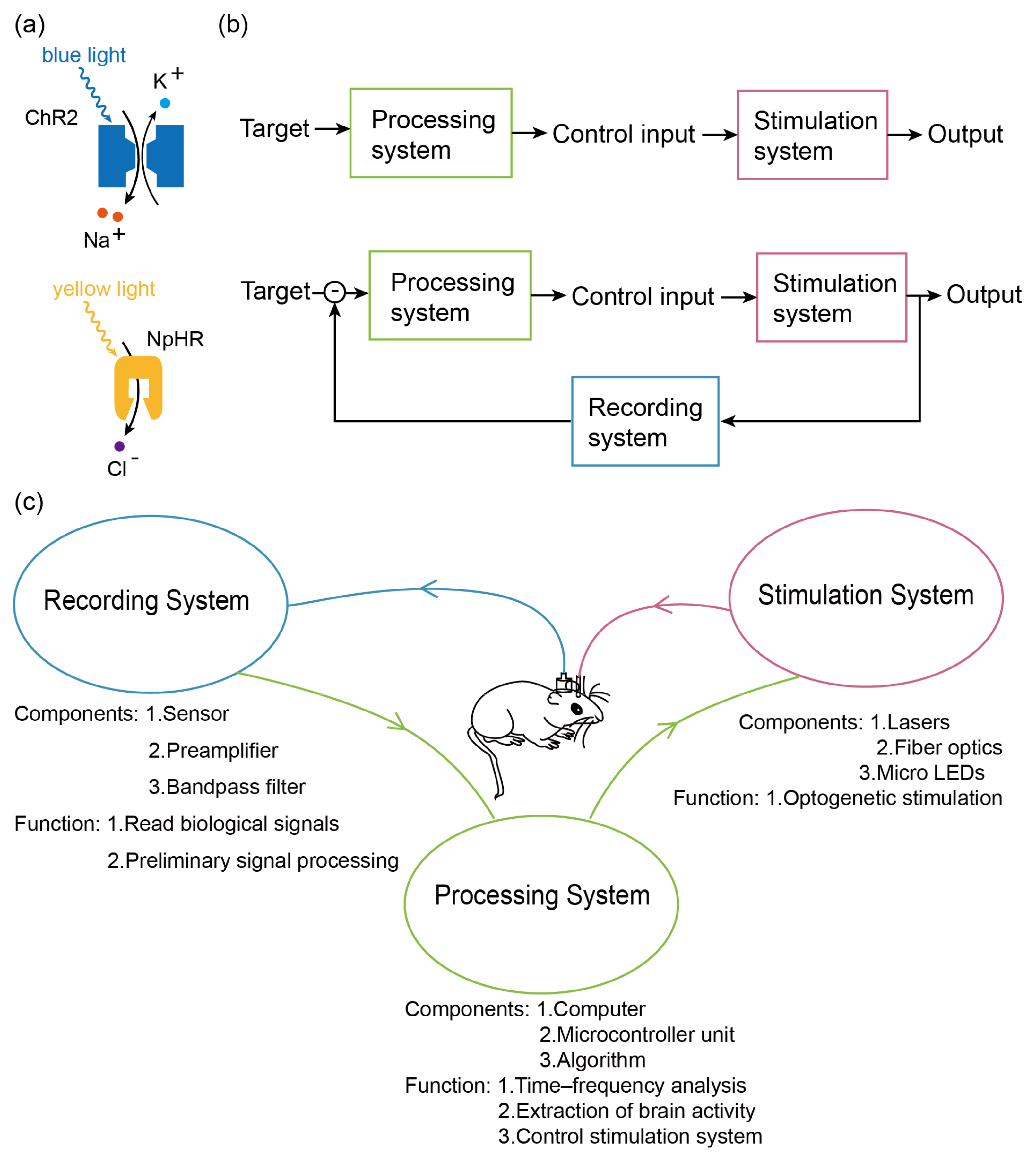Bioengineering 11 00821 g001