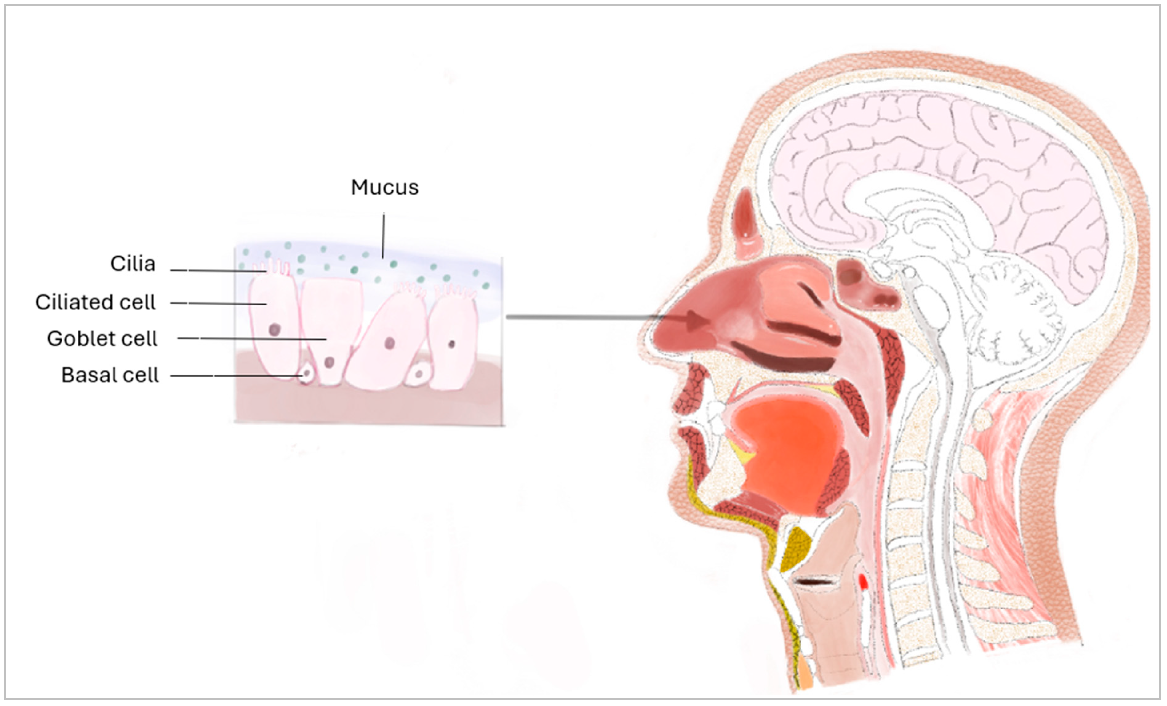 Bioengineering 11 00826 g001
