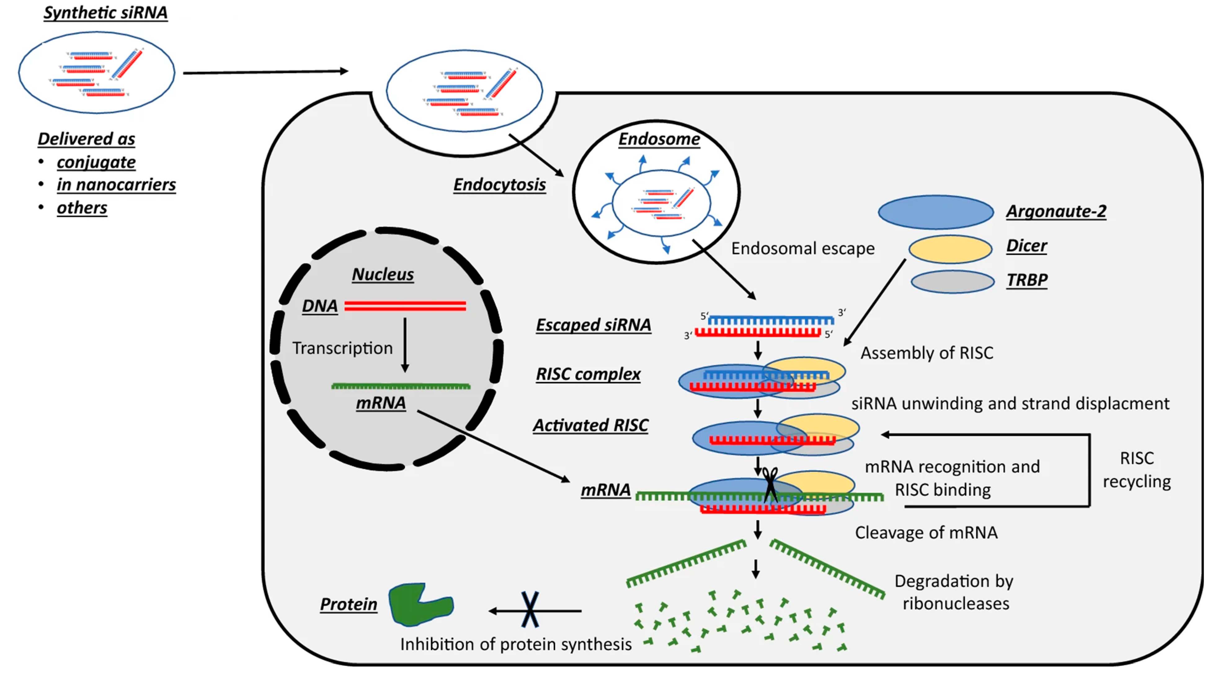 Bioengineering 11 00830 g003 Bioengineering 11 00830 g003