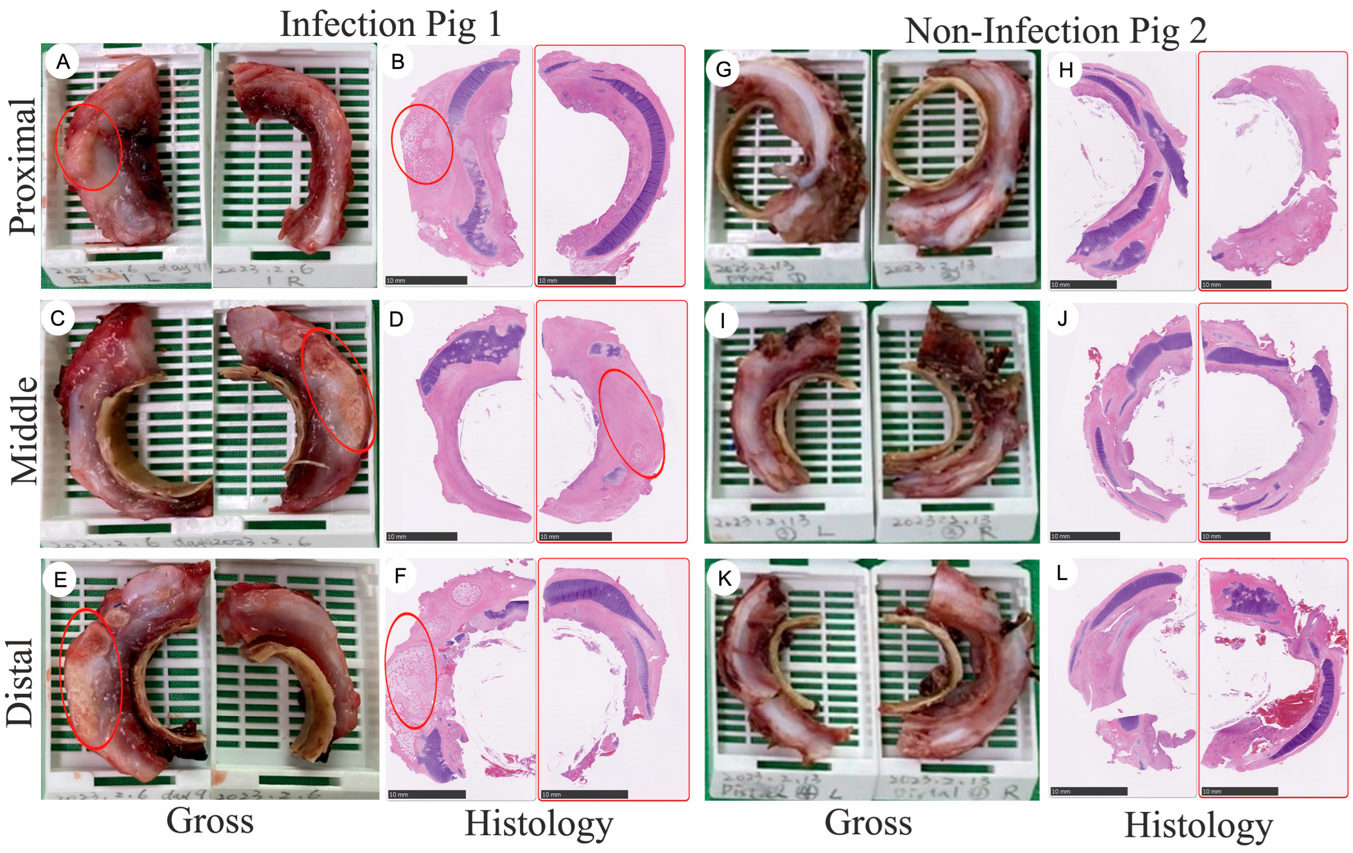 Bioengineering 11 00832 g002