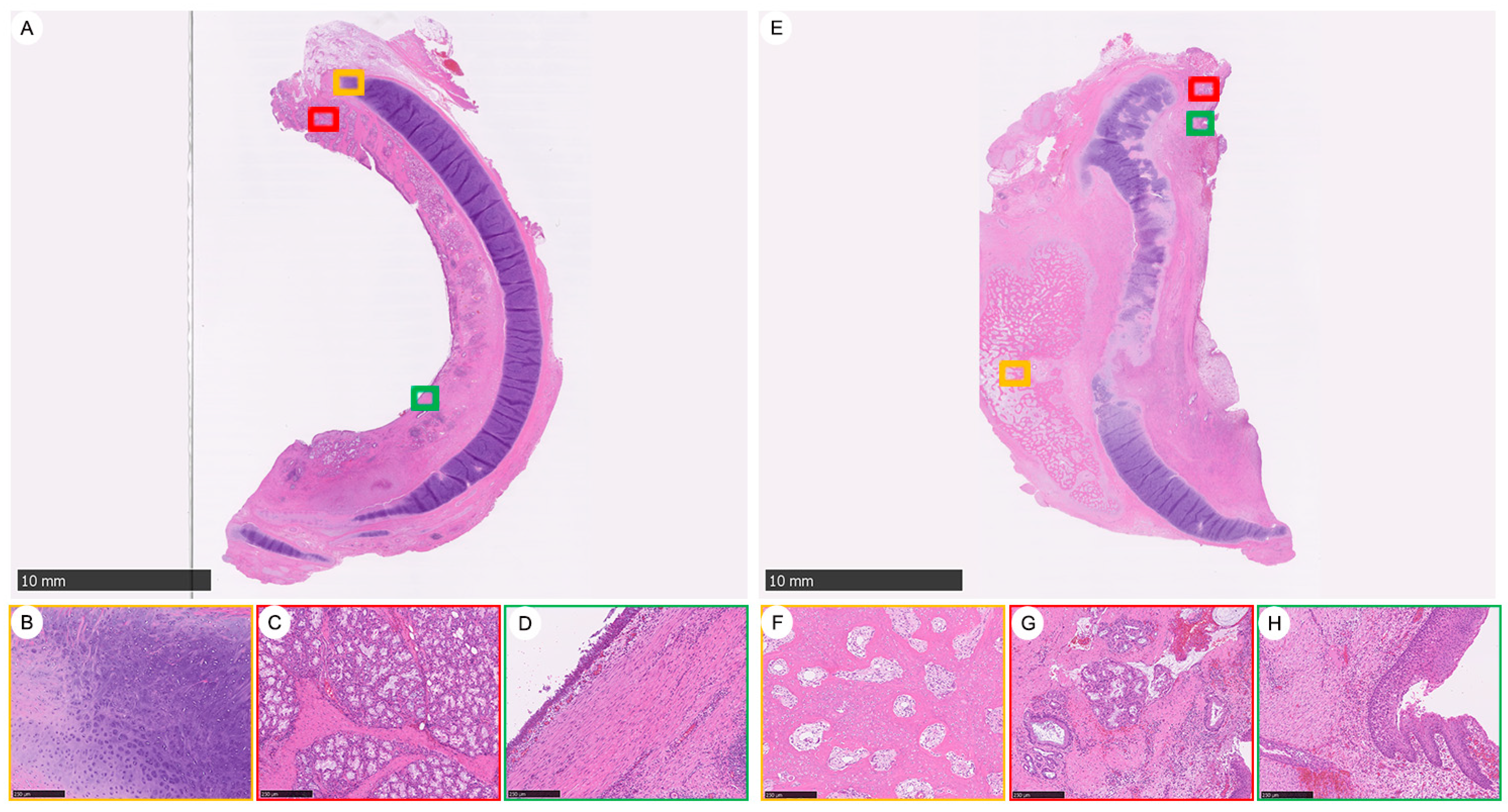 Bioengineering 11 00832 g003