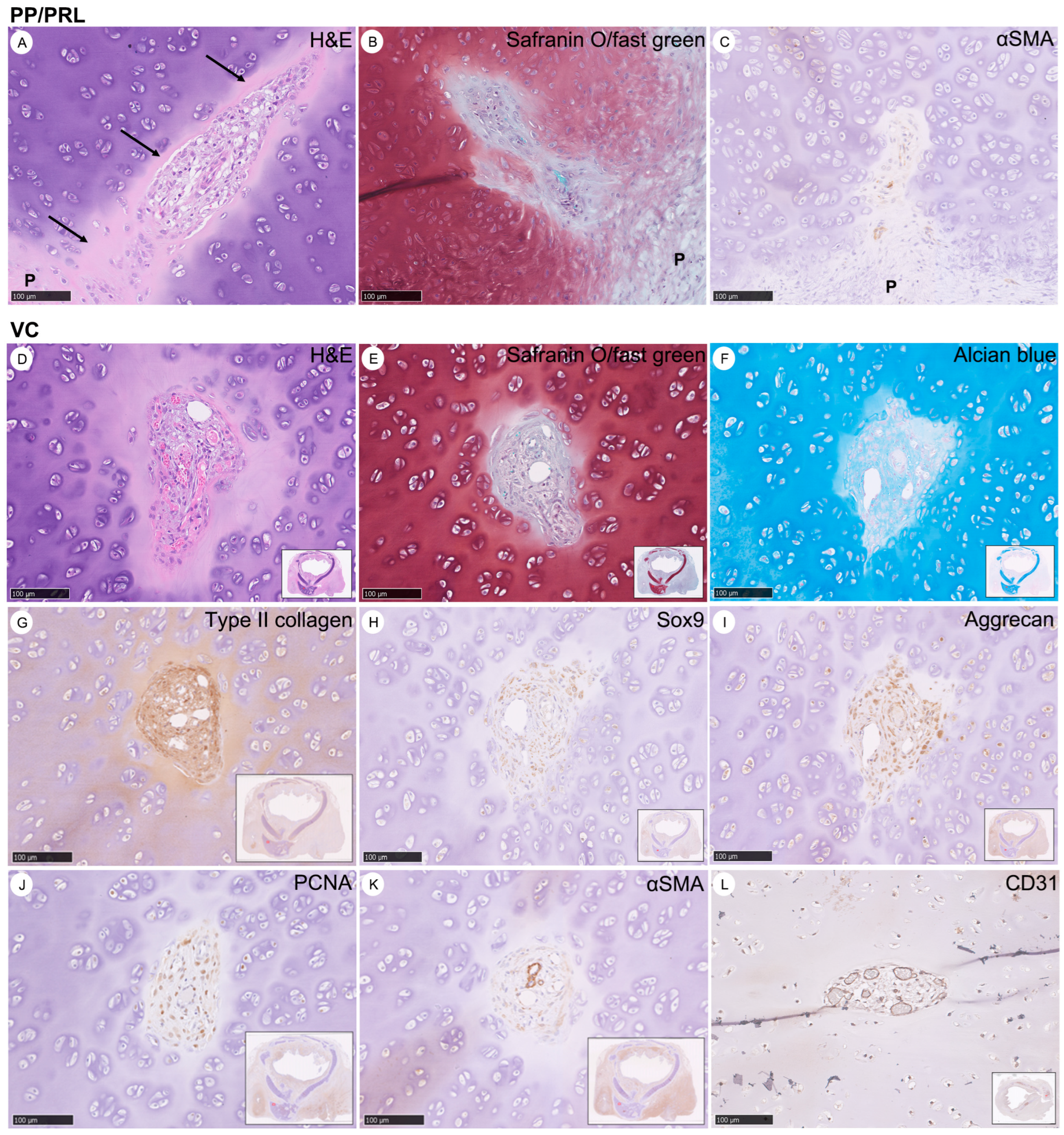 Bioengineering 11 00832 g005