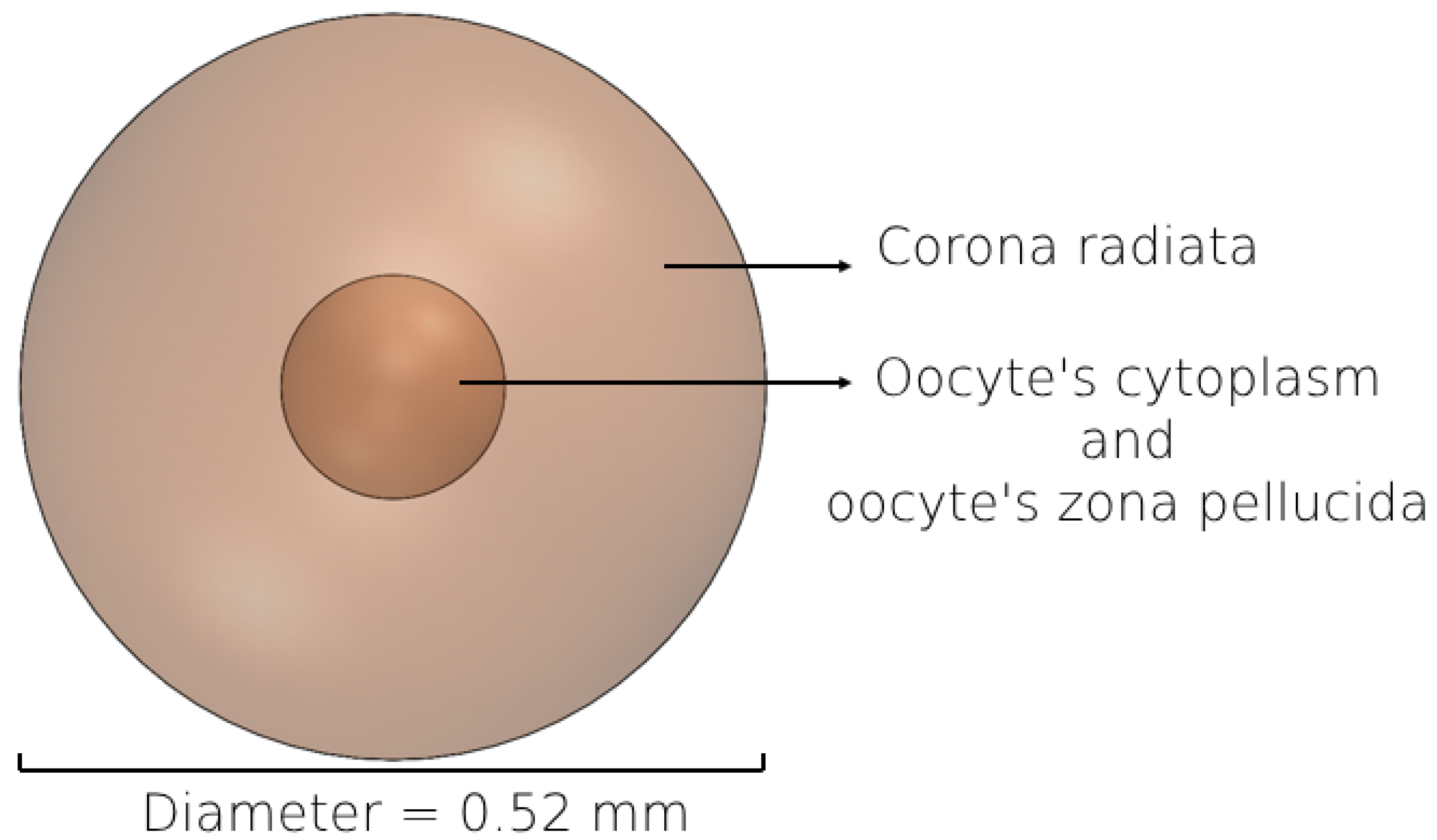 Bioengineering 11 00852 g003