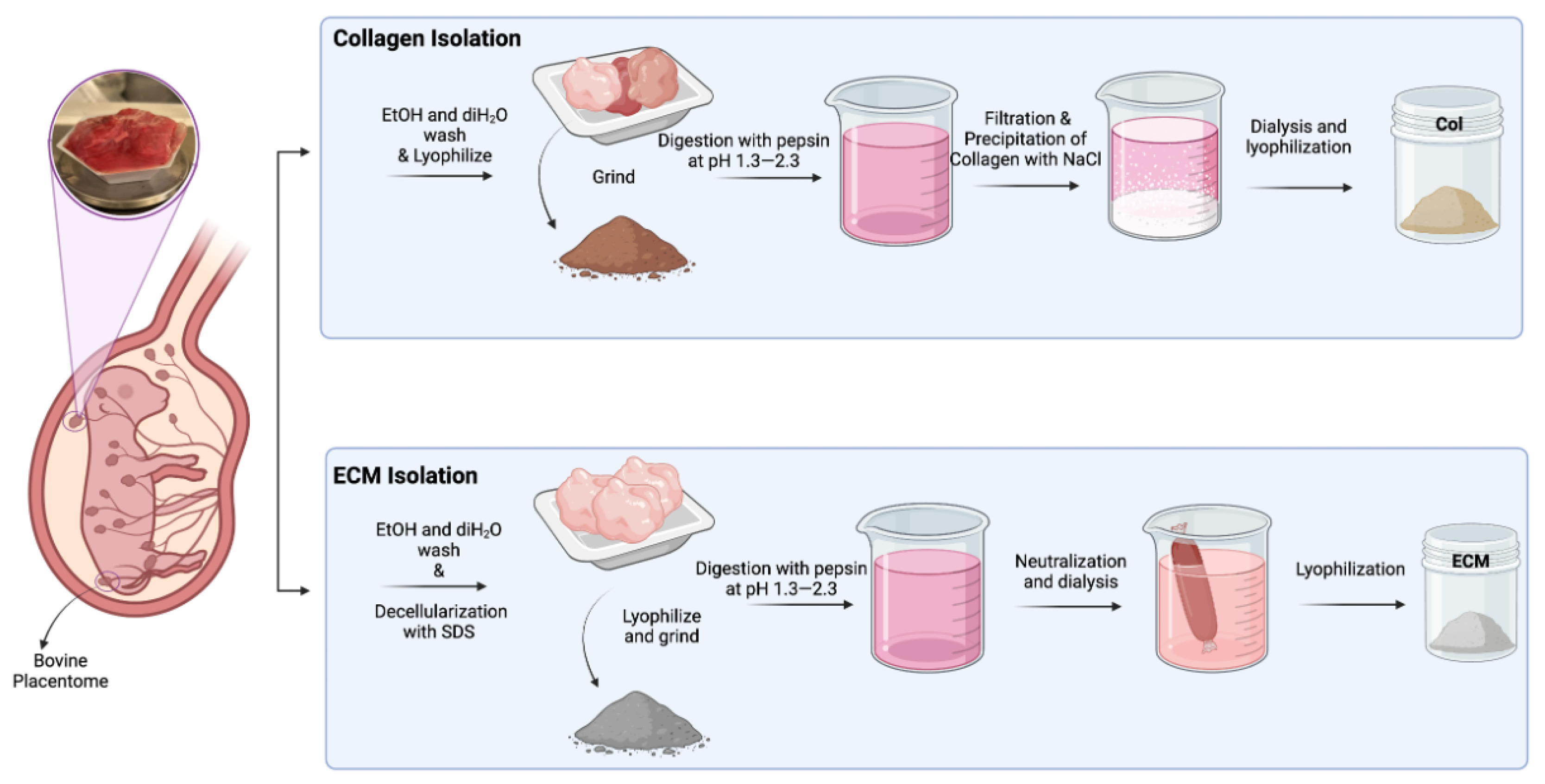 Bioengineering 11 00854 g001
