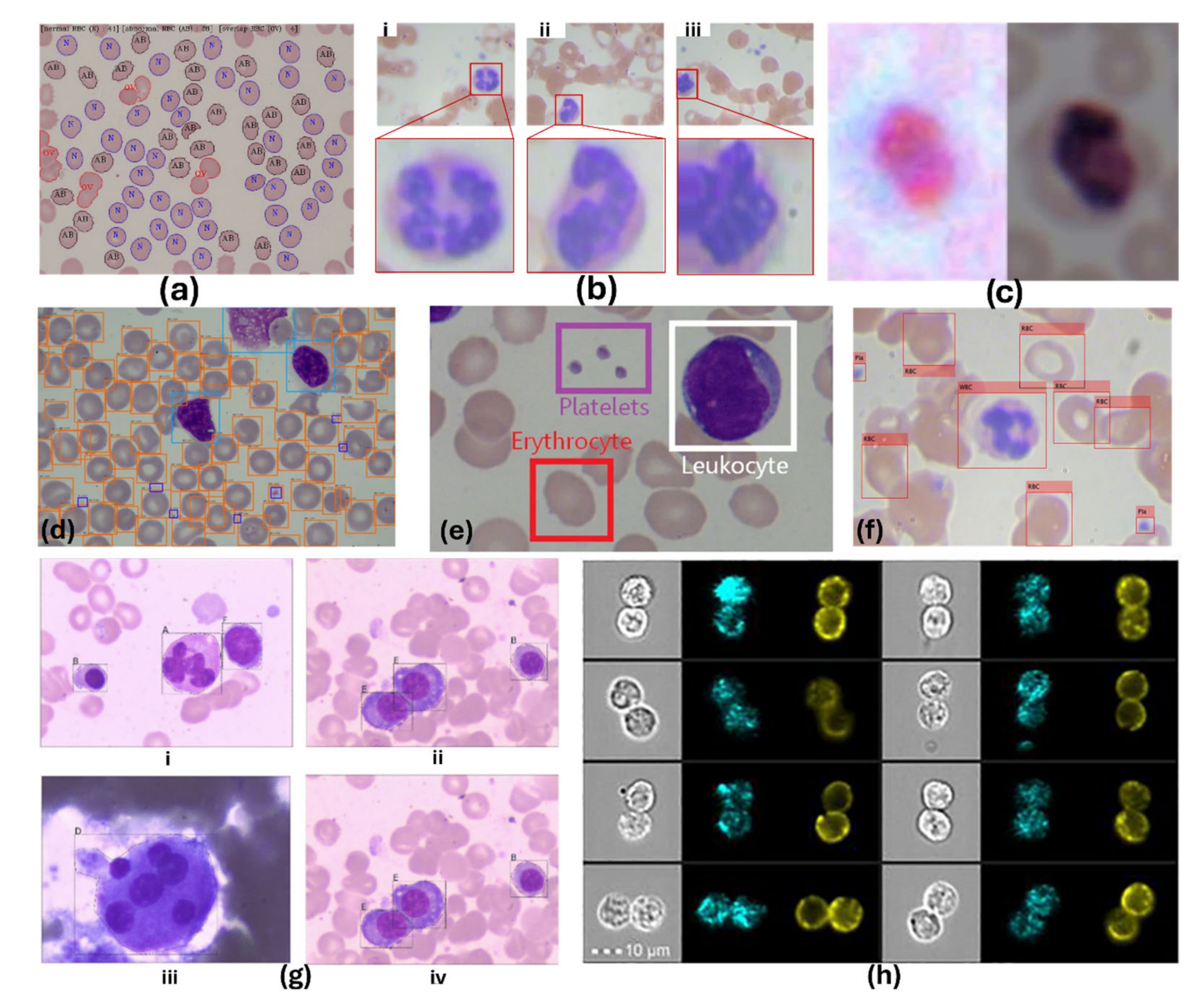 Bioengineering 11 00937 g005