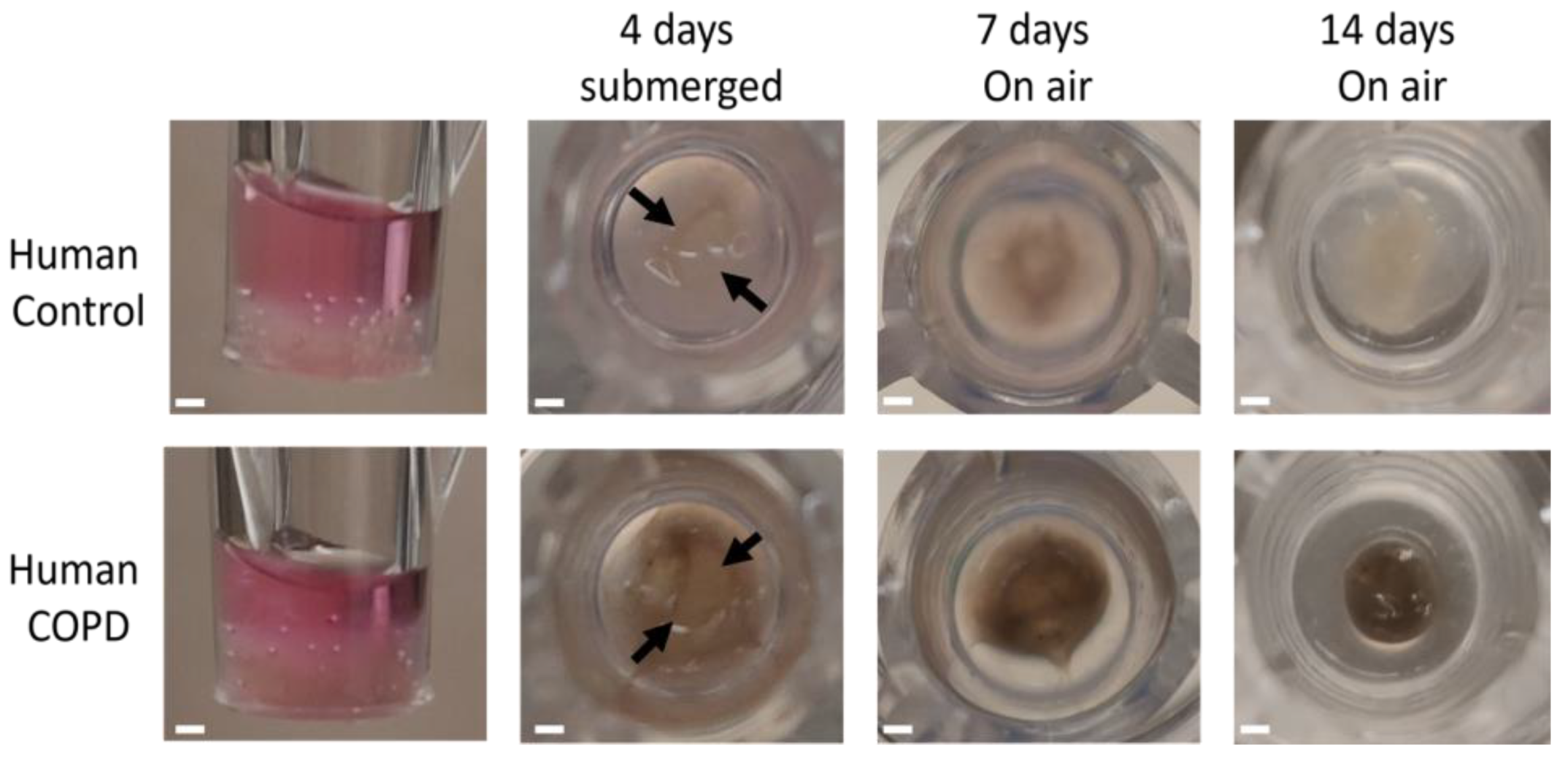 Bioengineering 11 00946 g010