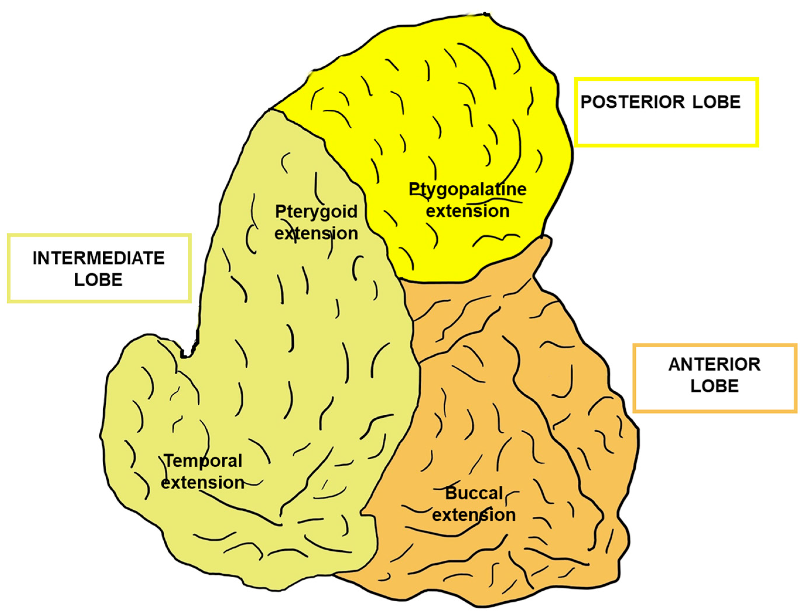 The Buccal Fat Pad: A Unique Human Anatomical Structure and Rich and ...