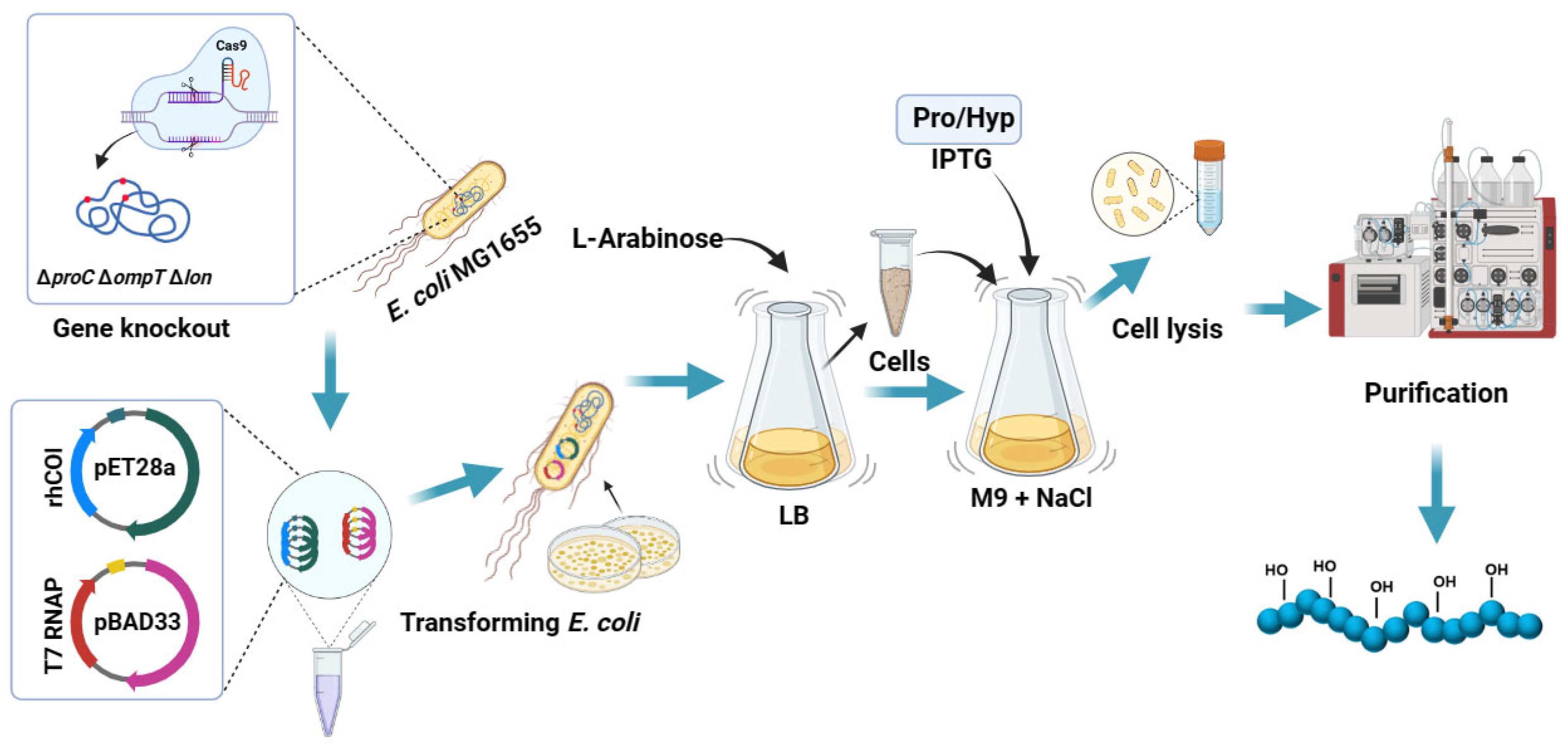 Bioengineering 11 00975 g001