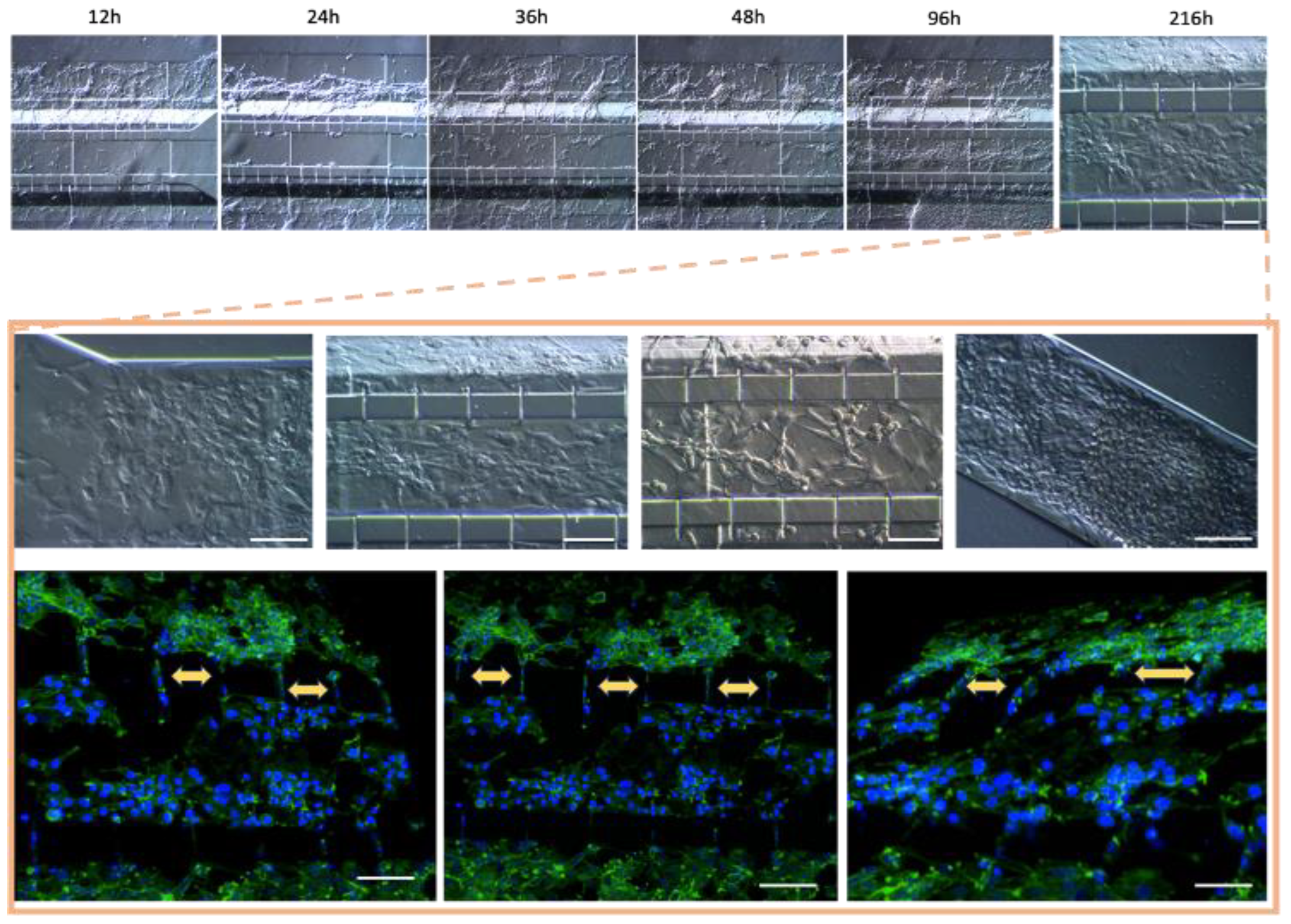 Bioengineering 11 01008 g007