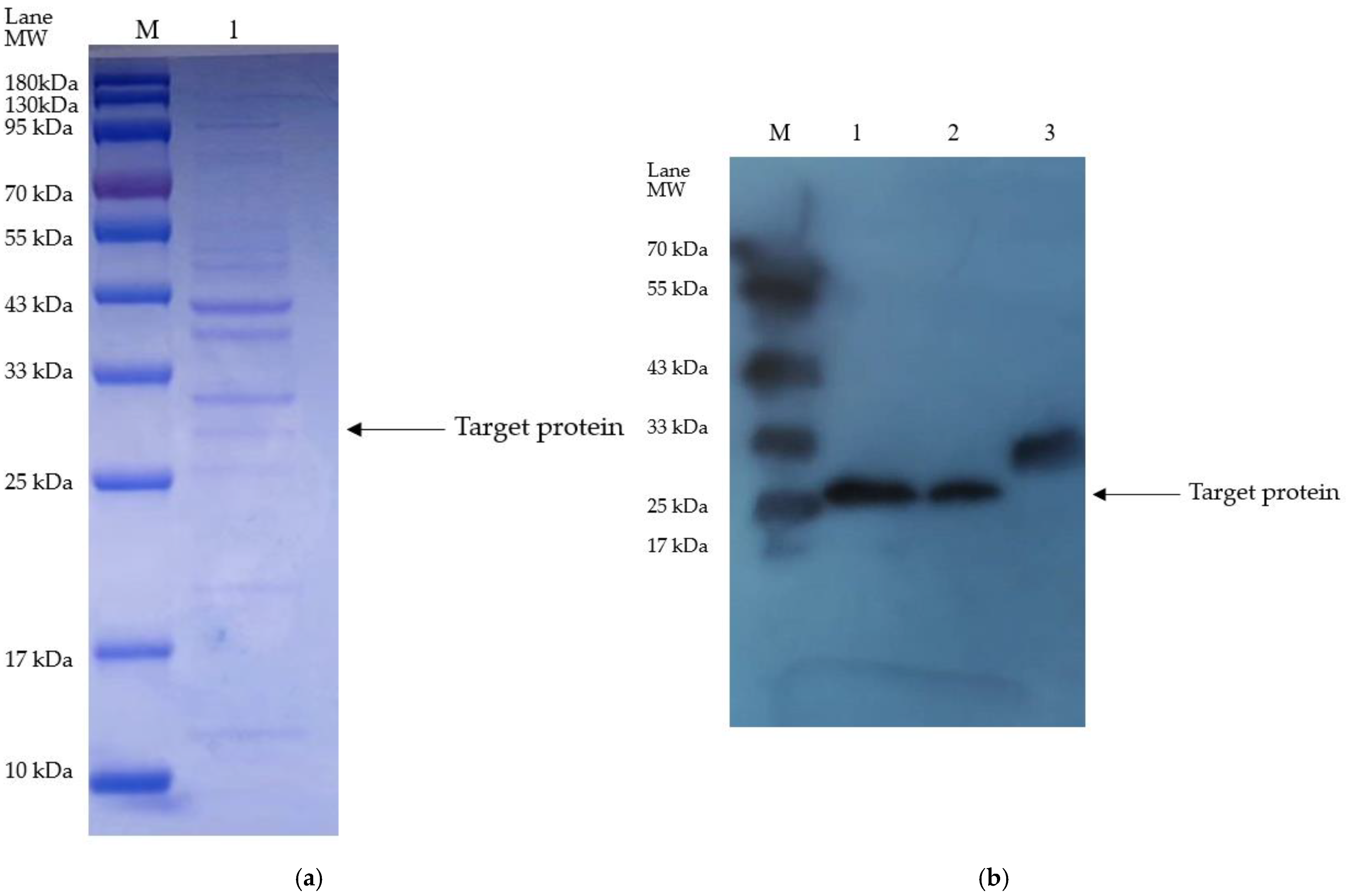 Bioengineering 11 01030 g003 Bioengineering 11 01030 g003
