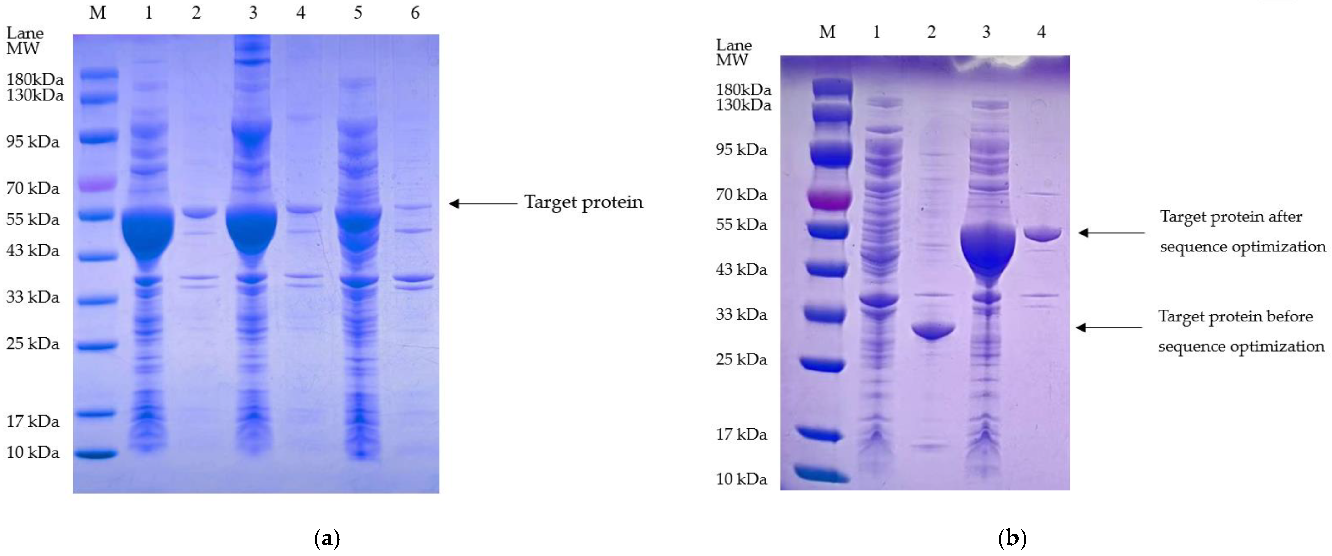 Bioengineering 11 01030 g007 Bioengineering 11 01030 g007